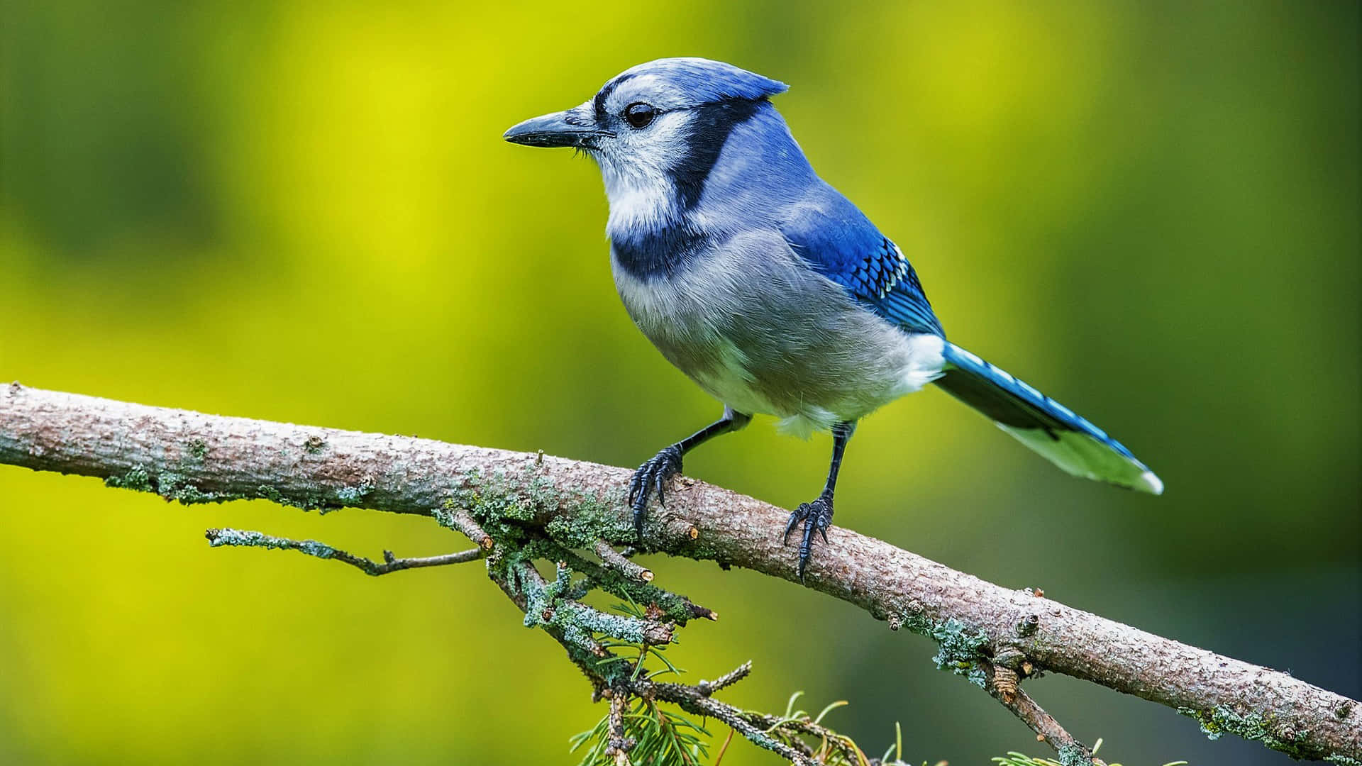 Blue Jay 桌布 壁紙 — 一隻充滿活力的藍鴉警覺地棲息在長滿苔蘚的樹枝上，背景是柔和的綠色模糊背景。