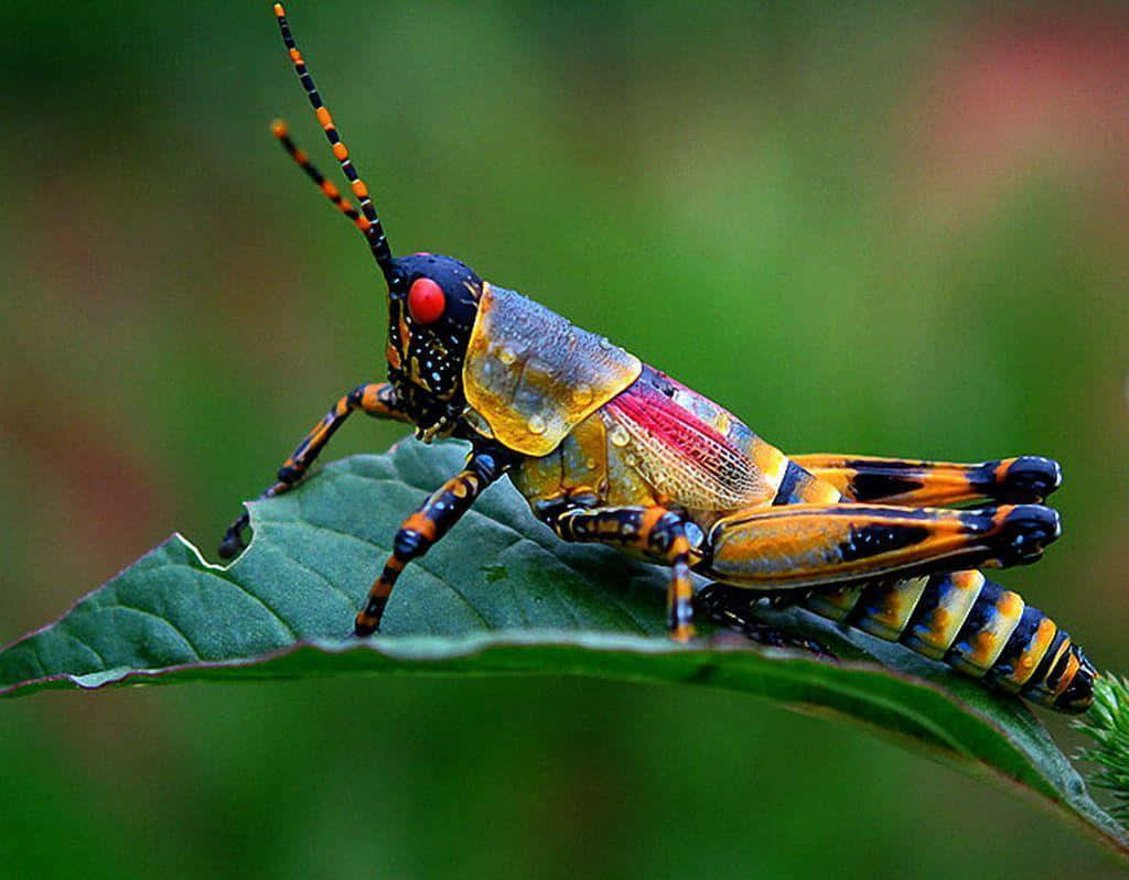 Insects 桌布 壁紙 — 一隻充滿活力的蚱蜢，有著紅色眼睛和橙色黑色條紋的腿，棲息在帶有露珠的綠色葉子上，背景是模糊的自然景色。