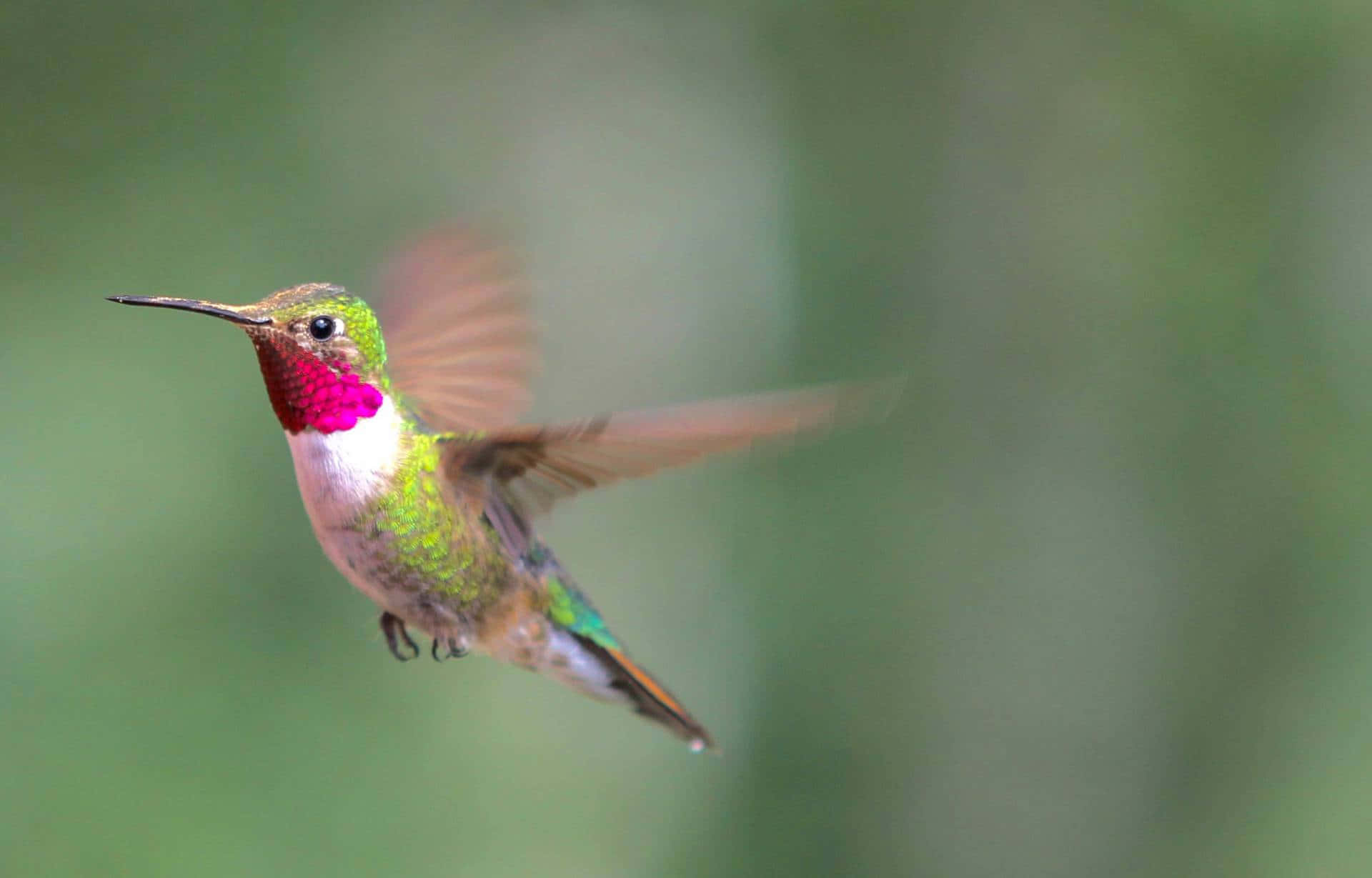 Female Hummingbird 桌布 壁紙 — 一隻充滿活力的蜂鳥在半空中盤旋，擁有虹彩般的綠色羽毛和明亮的粉紅色喉嚨，背景是柔和模糊的綠色。