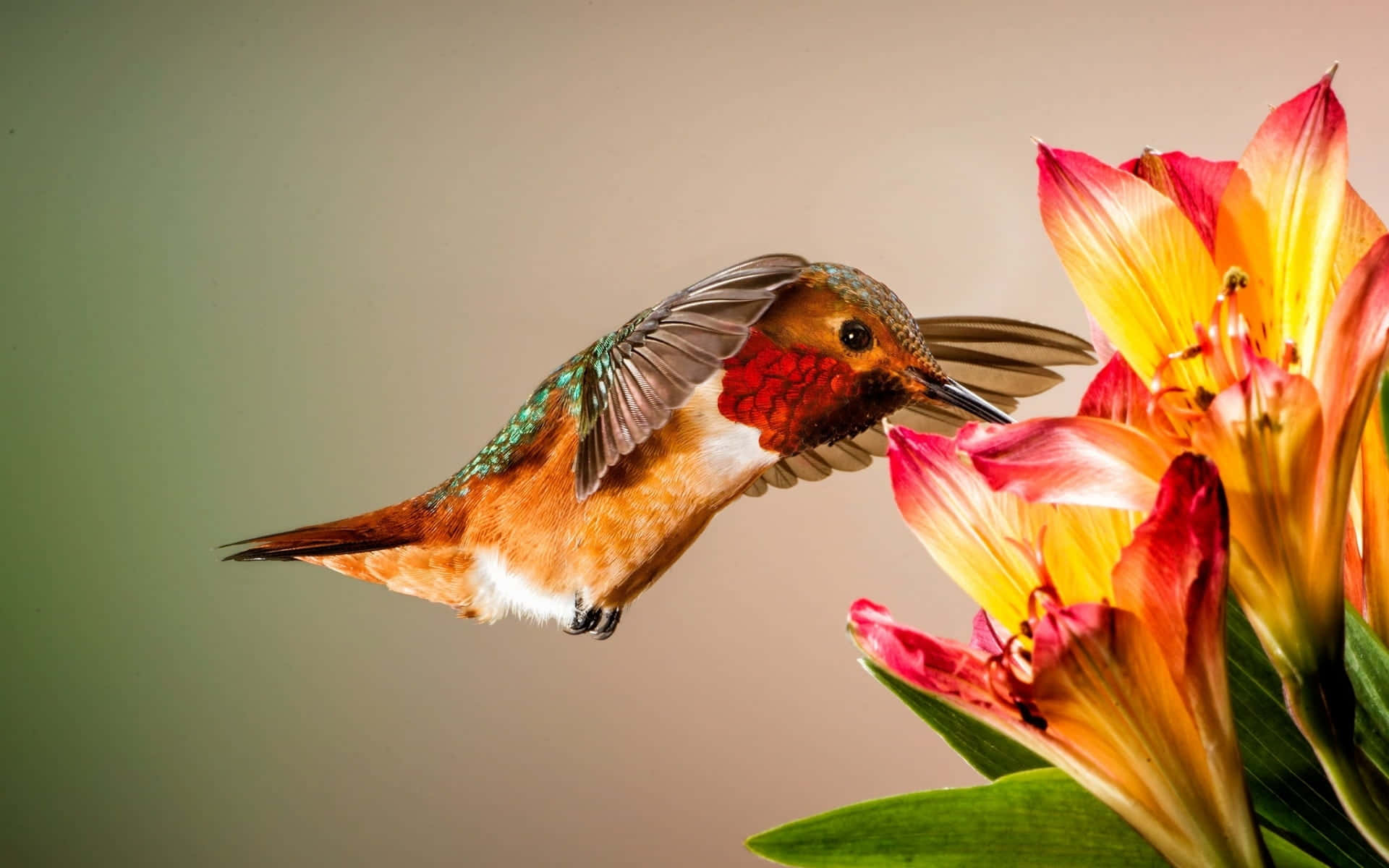 Female Hummingbird 桌布 壁紙 — 一隻充滿活力的蜂鳥在半空中盤旋，在柔和的漸變背景襯托下，從一朵鮮豔的橙粉百合花中優雅地進食。