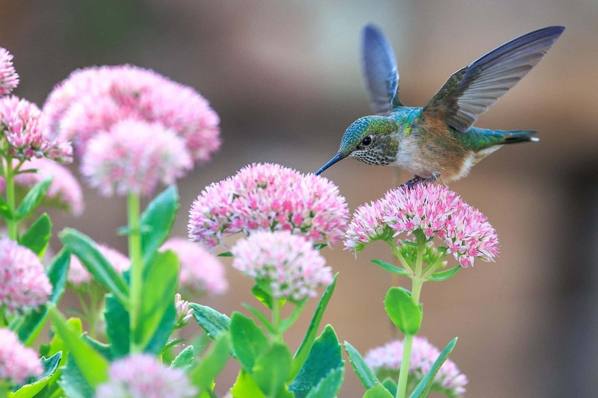 Female Hummingbird 桌布 壁紙 — 一隻充滿活力的蜂鳥在柔和的自然光下，靠近粉紅色花簇和模糊的綠色葉片盤旋。