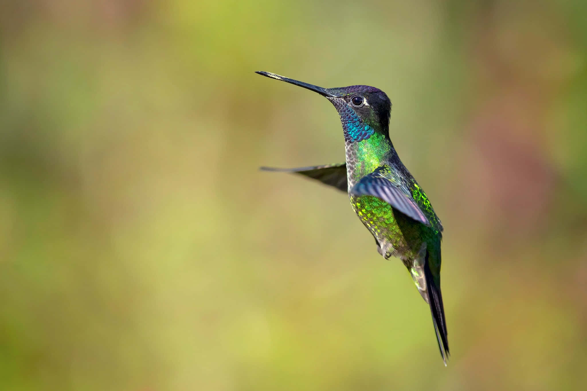 Female Hummingbird 桌布 壁紙 — 一隻充滿活力的蜂鳥在空中盤旋，帶有彩虹色綠色羽毛，背景是柔和模糊的自然景色。