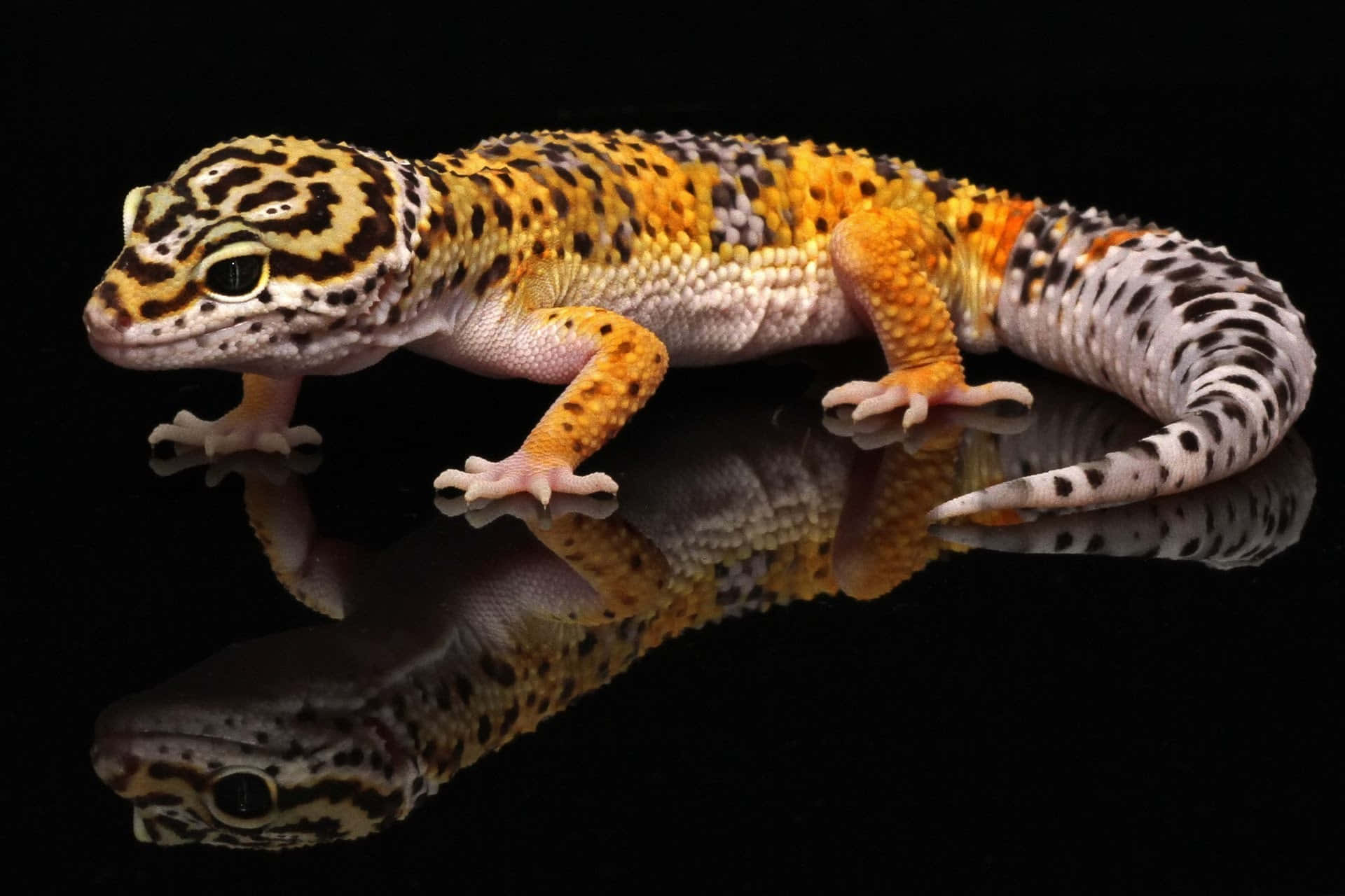 gecko 桌布 壁紙 — 一隻充滿活力的豹紋守宮，帶有橙色、黃色和黑色斑點的皮膚，站在反光的黑色表面上。