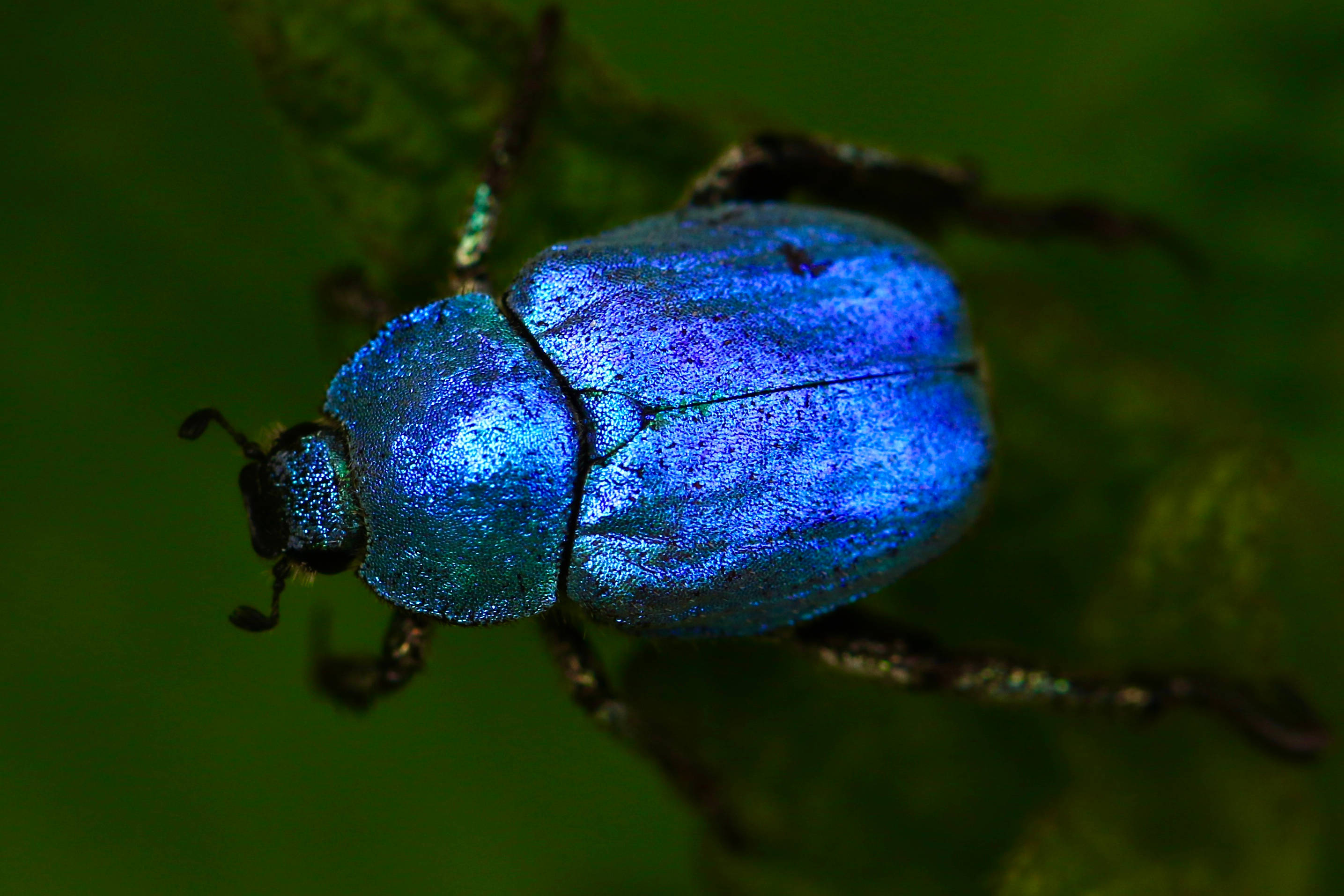 Insect 桌布 壁紙 — 一隻充滿活力的金屬藍色甲蟲，帶有彩虹色翅膀，棲息在茂盛的綠葉上，微距拍攝。
