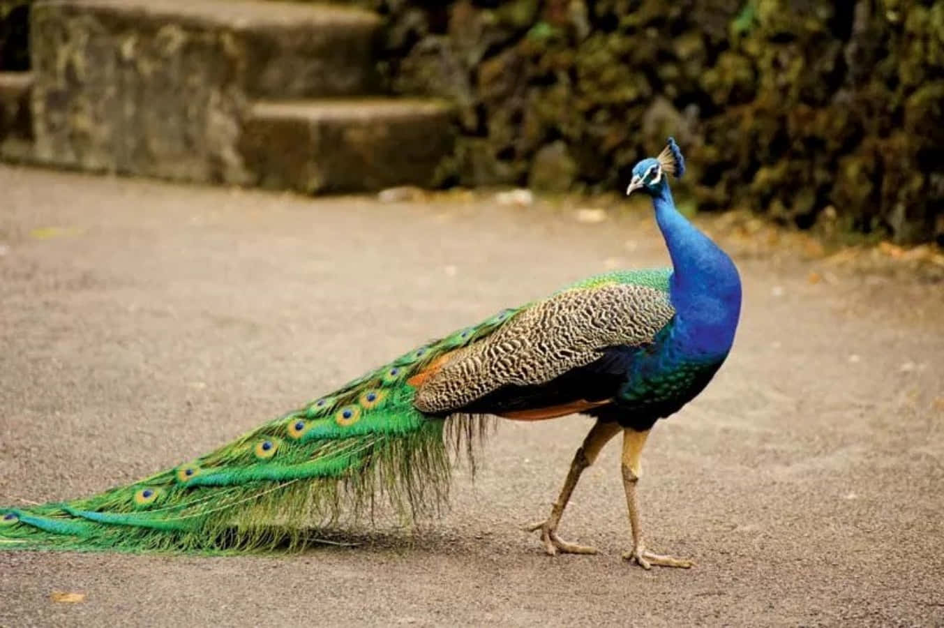 Peacock Bird 桌布 壁紙 — 一隻充滿活力的雄性孔雀自信地走在碎石路上，其虹彩藍色的脖子和長長的綠色尾羽拖在身後。