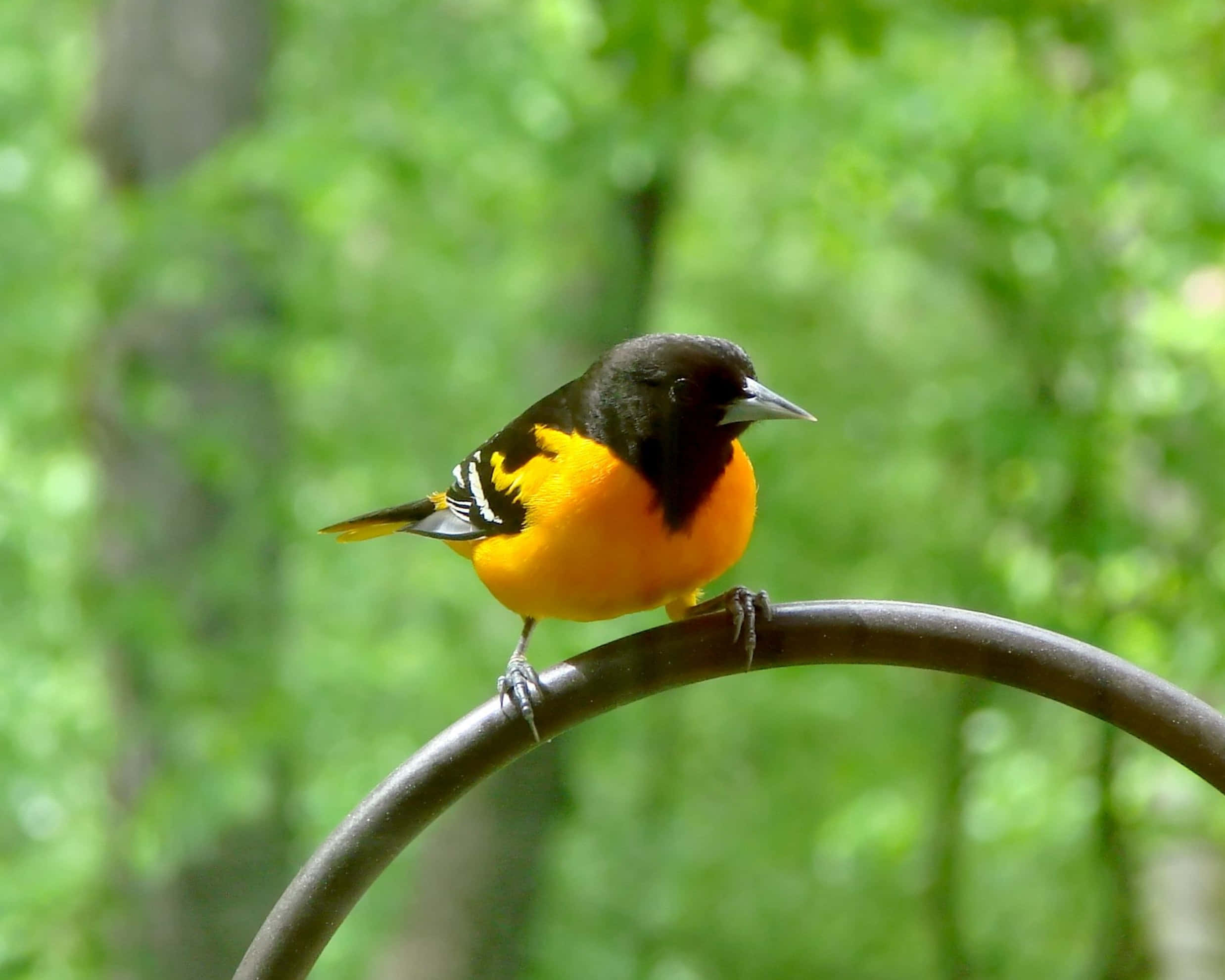Orioles Bird 桌布 壁紙 — 一隻充滿活力的雄性巴爾的摩金鶯棲息在彎曲的金屬桿上，背景是柔和的綠色森林。