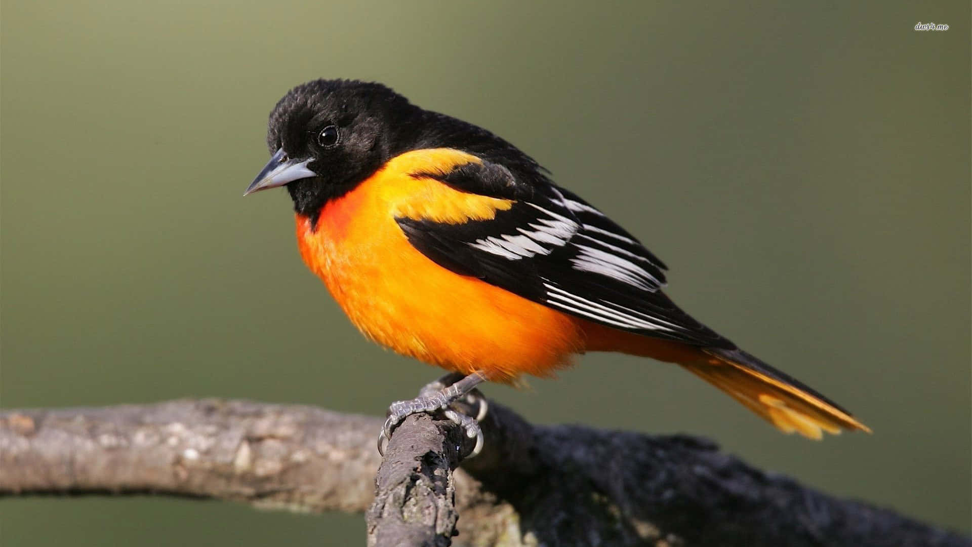 Orioles Bird 桌布 壁紙 — 一隻充滿活力的雄性巴爾的摩黃鸝棲息在風化的樹枝上，展示其火橙色胸部及帶有白色斑紋的黑色翅膀。
