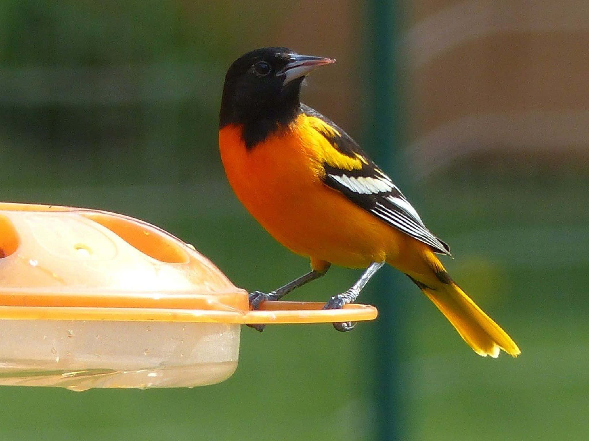 Orioles Bird 桌布 壁紙 — 一隻充滿活力的雄性巴爾的摩黃鸝棲息在橙色餵食器上，背景是柔和的綠色模糊效果。
