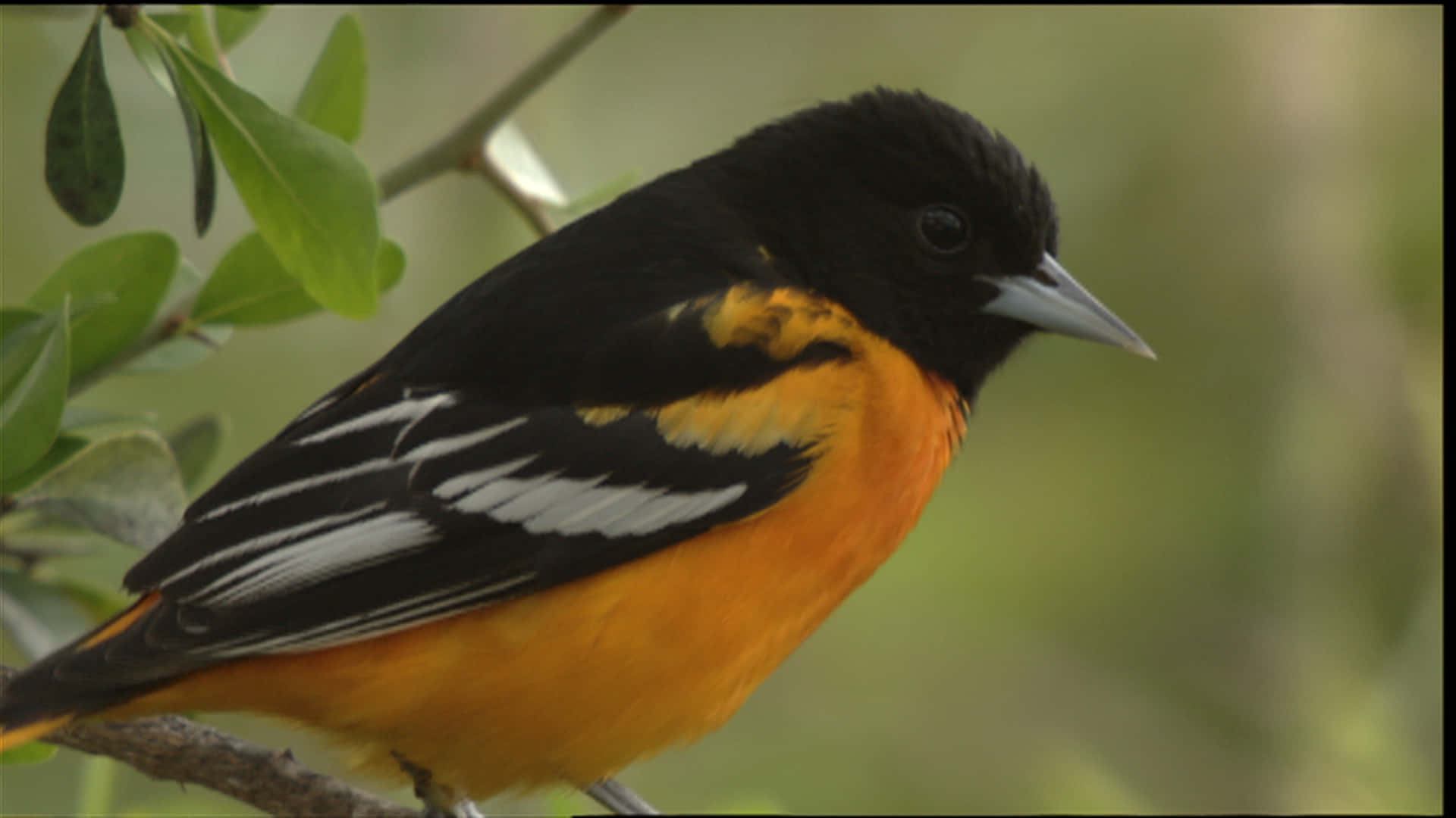 Orioles Bird 桌布 壁紙 — 一隻充滿活力的雄性巴爾的摩黃鸝棲息在樹枝上，在柔和的綠色樹葉襯托下，展示其引人注目的黑色頭部、橙色胸部和白色邊緣的翅膀。