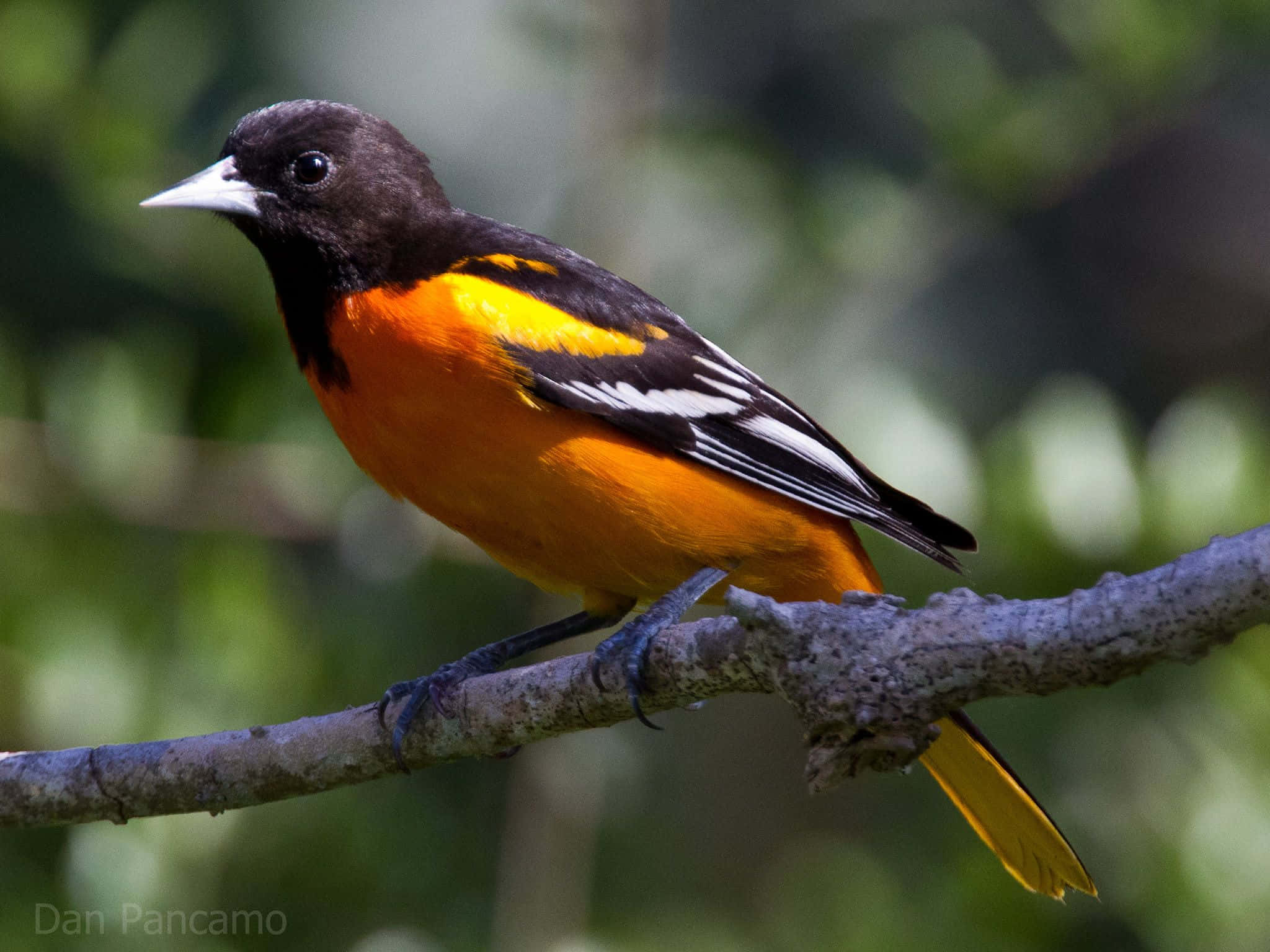 Orioles Bird 桌布 壁紙 — 一隻充滿活力的雄性巴爾的摩黃鸝棲息在樹枝上，在柔和的綠色樹葉背景下展示其火橙色的胸部和黑色的頭部。