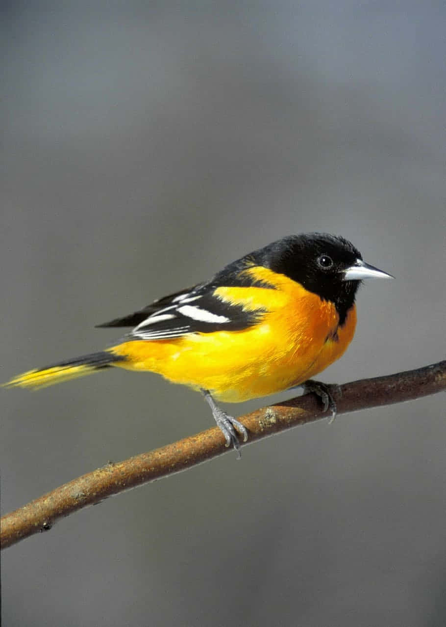 Orioles Bird 桌布 壁紙 — 一隻充滿活力的雄性巴爾的摩黃鸝棲息在光禿禿的樹枝上，展示其引人注目的黑色頭部和火熱的橙黃色身體。