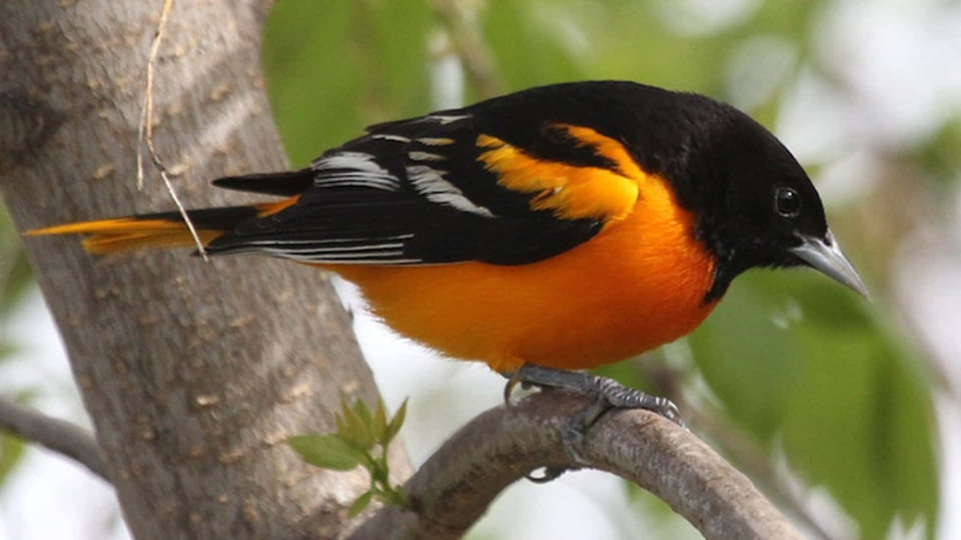 Orioles Bird 桌布 壁紙 — 一隻充滿活力的雄性巴爾的摩黃鸝棲息在樹枝上，在柔和的綠色樹葉襯托下展示其引人注目的橙色和黑色羽毛。
