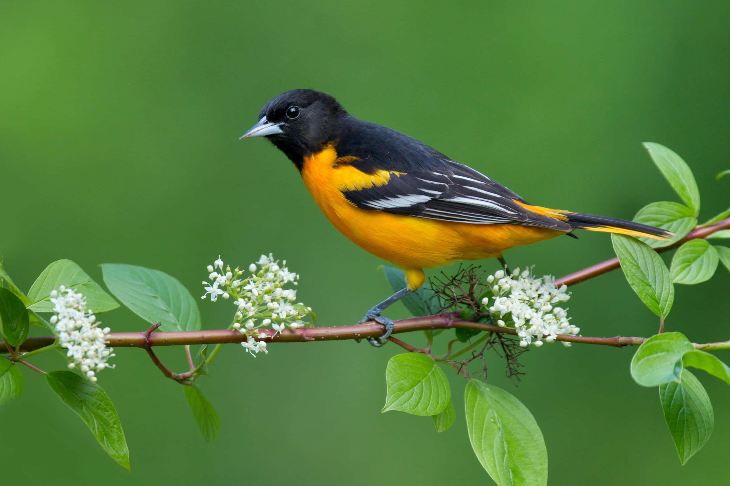 Orioles Bird 桌布 壁紙 — 一隻充滿活力的雄性巴爾的摩黃鸝棲息在點綴著白色花朵的樹枝上，背景是茂密的綠色。