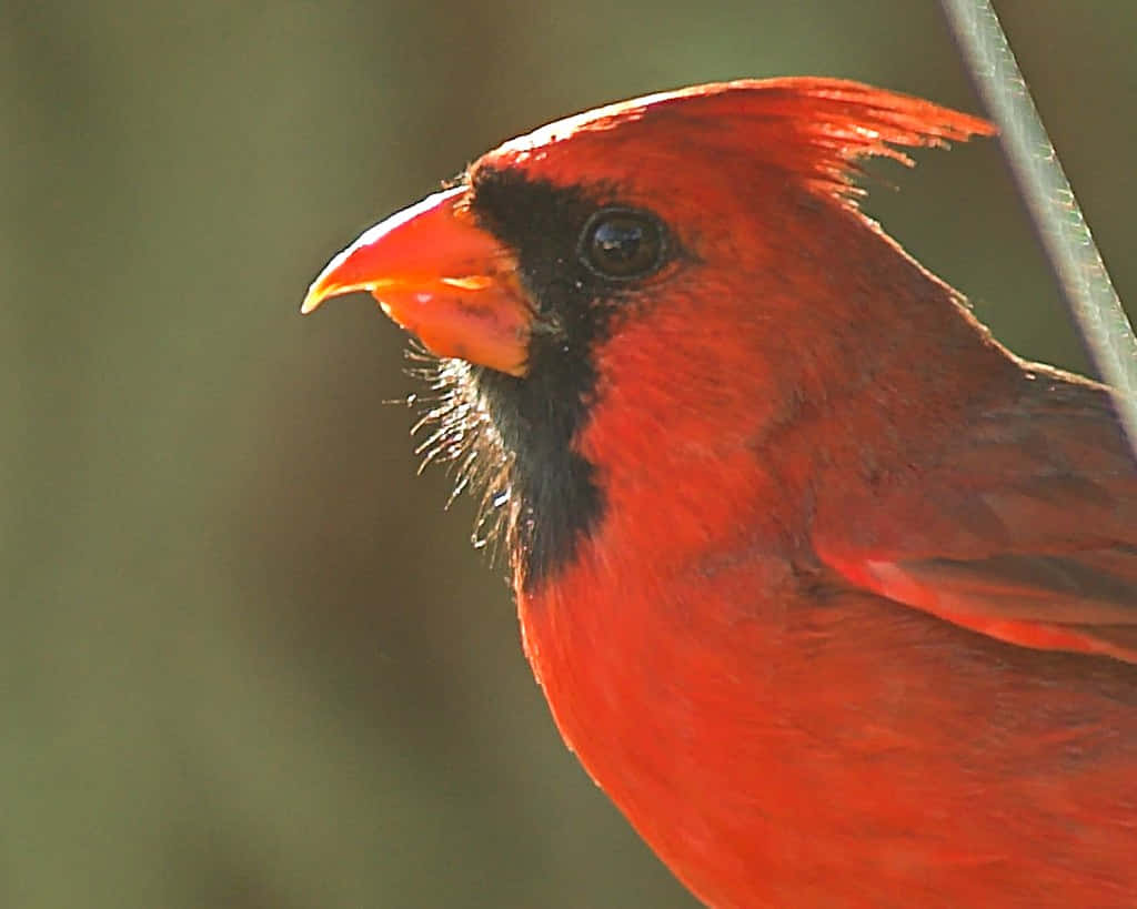 Cardinal 桌布 壁紙 — 一隻充滿活力的雄性紅衣主教棲息在柔焦的樹葉中，其鮮紅色的羽毛和黑色面具在自然光下細節清晰。