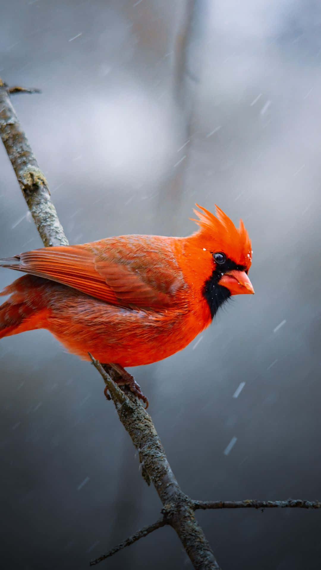 Red Cardinal 桌布 壁紙 — 一隻充滿活力的雄性紅衣主教棲息在光禿禿的樹枝上，雪花在寂靜的冬季森林中飄落。
