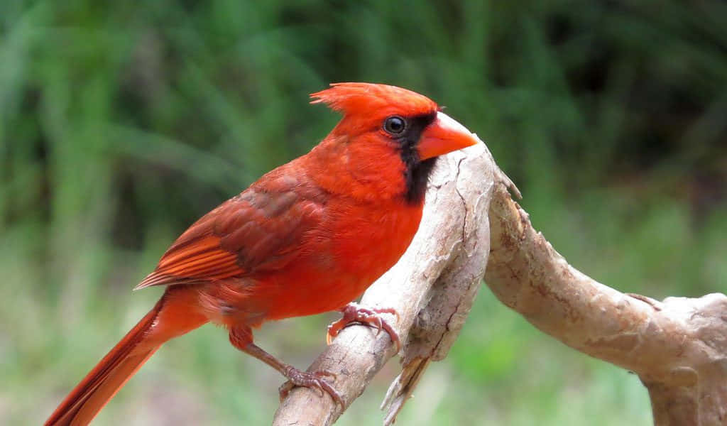 Cardinal 桌布 壁紙 — 一隻充滿活力的雄性紅衣主教鳥棲息在風化的樹枝上，背景是柔和的綠色模糊樹葉。