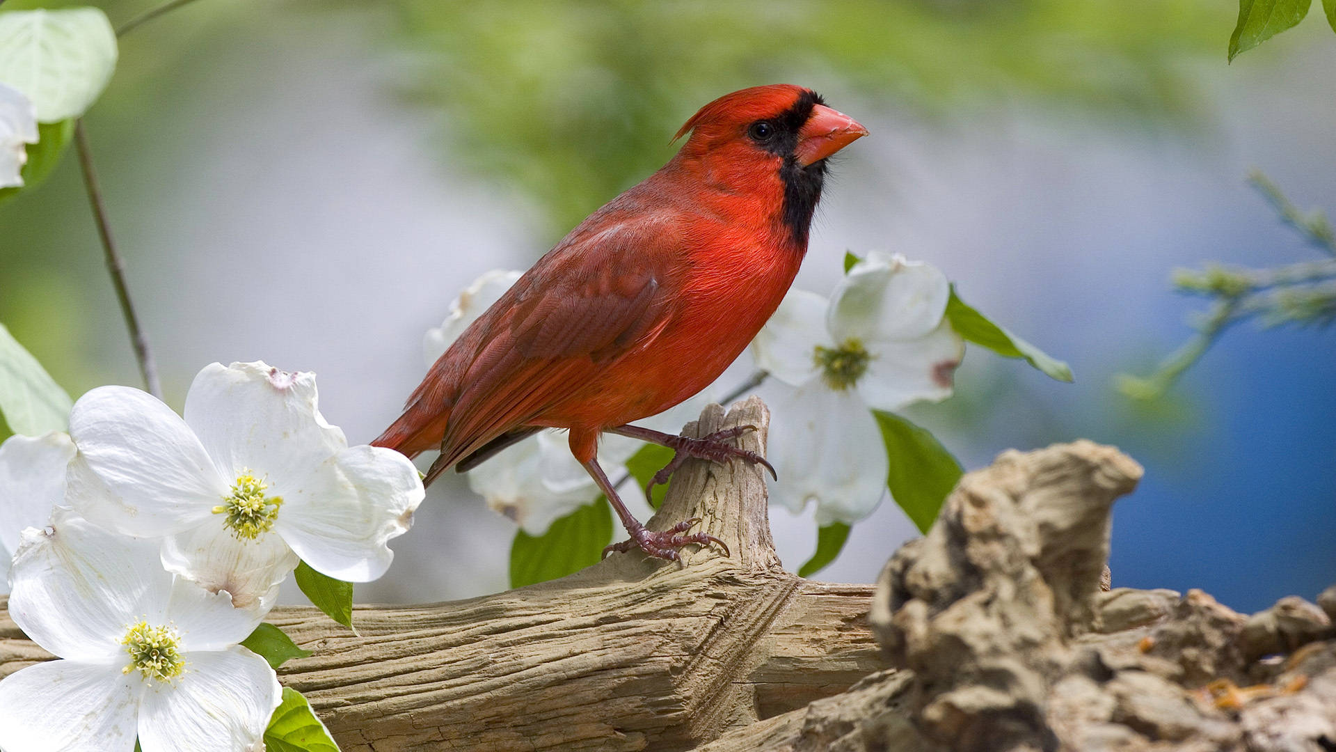 birds 桌布 壁紙 — 一隻充滿活力的雄性紅衣主教鳥棲息在風化的樹枝上，周圍環繞著精緻的白花和茂密的綠葉。