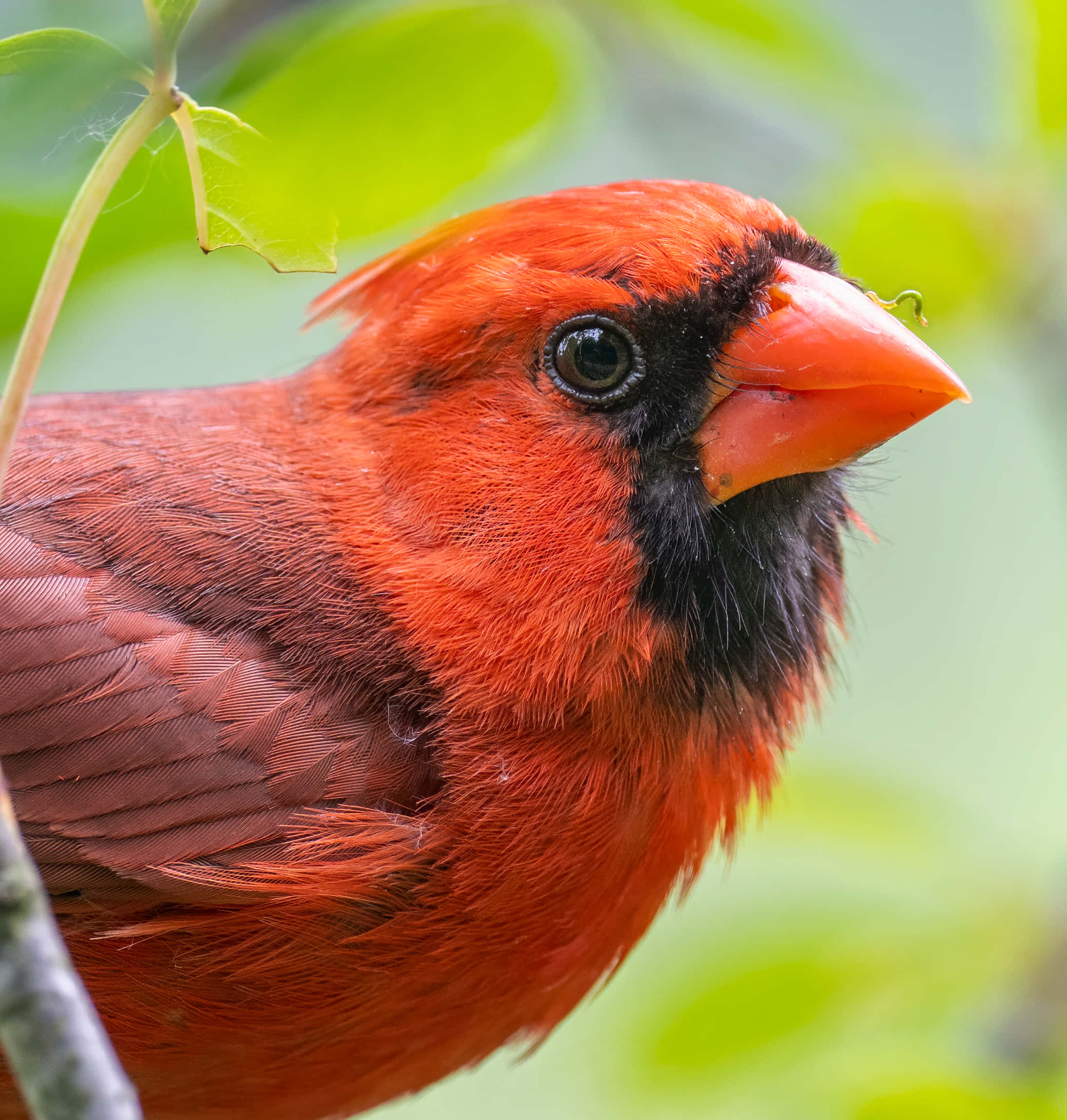 Cardinal 桌布 壁紙 — 一隻充滿活力的雄性紅衣主教鳥棲息在樹枝上，背景是柔和模糊的茂密綠葉。