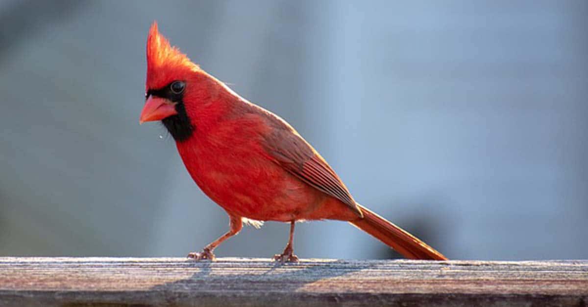 Cardinal 桌布 壁紙 — 一隻充滿活力的雄性紅衣主教鳥警覺地棲息在風化的木質表面上，背景柔和模糊。