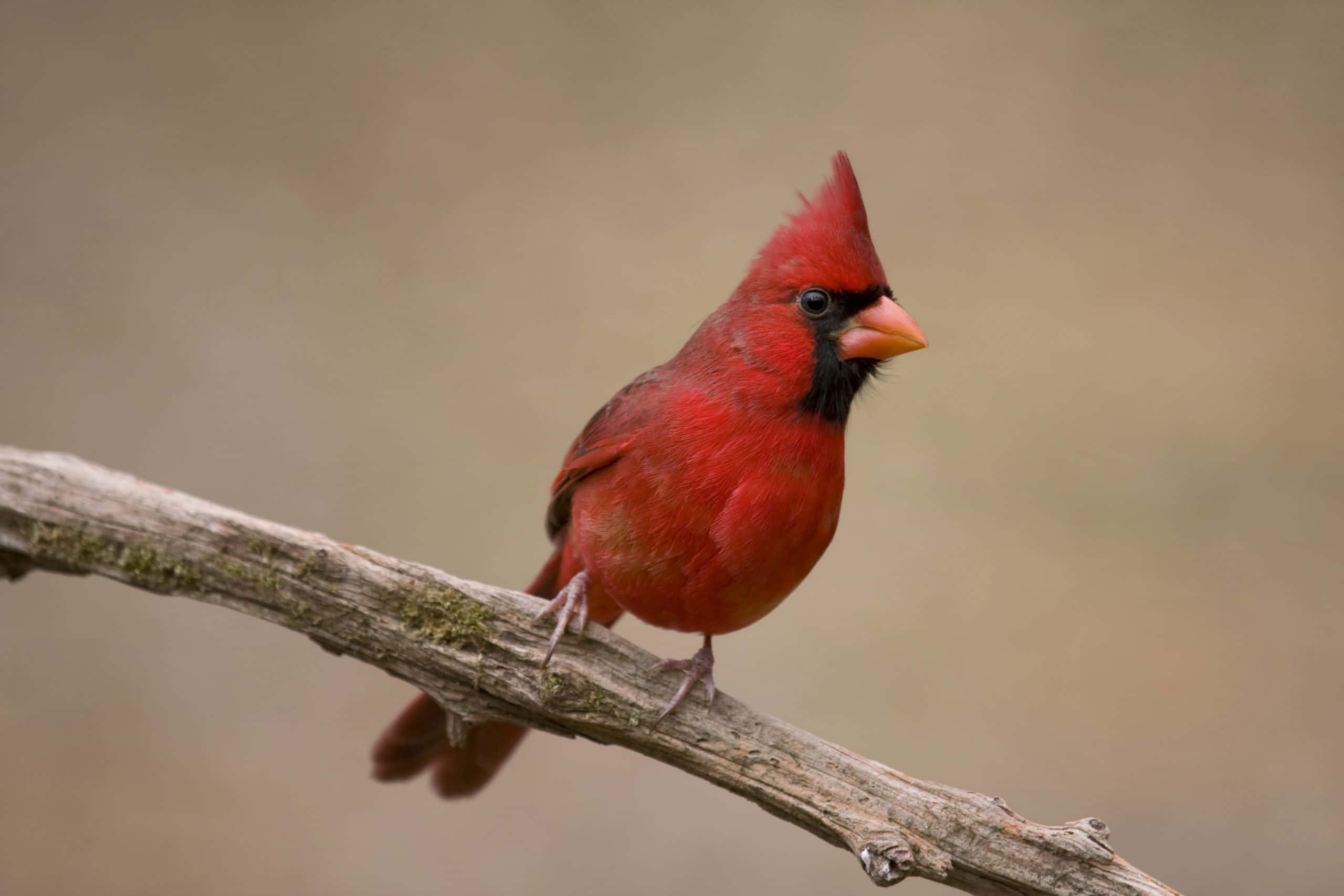 Cardinal 桌布 壁紙 — 一隻充滿活力的雄性紅衣主教鳥警覺地棲息在一根風化的樹枝上，背景是柔和模糊的大地色調。