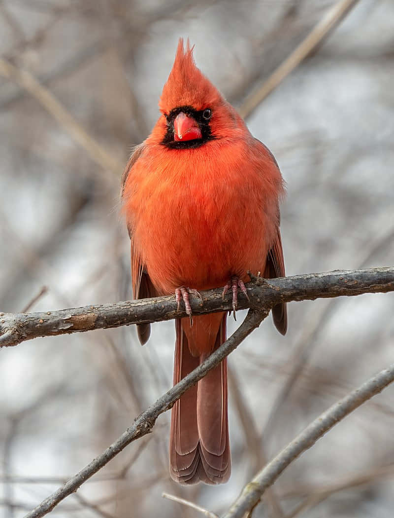 Cardinal 桌布 壁紙 — 一隻充滿活力的雄性紅衣主教鳥警覺地棲息在一根光禿禿的樹枝上，背景是柔和模糊的冬日景色。