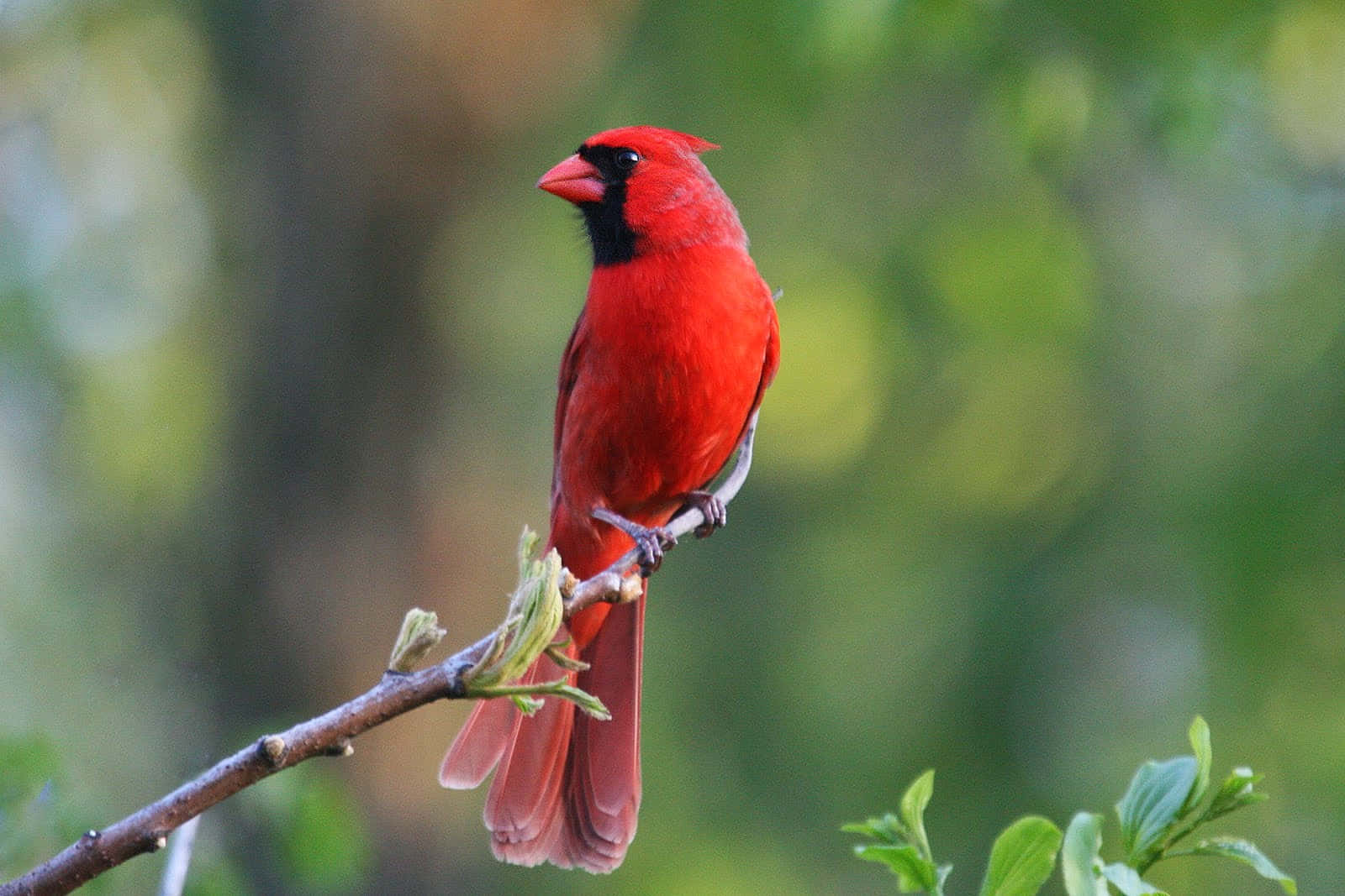 Cardinal 桌布 壁紙 — 一隻充滿活力的雄性紅衣鳳頭鳥棲息在長滿嫩芽的樹枝上，背景是柔和的綠色散景。
