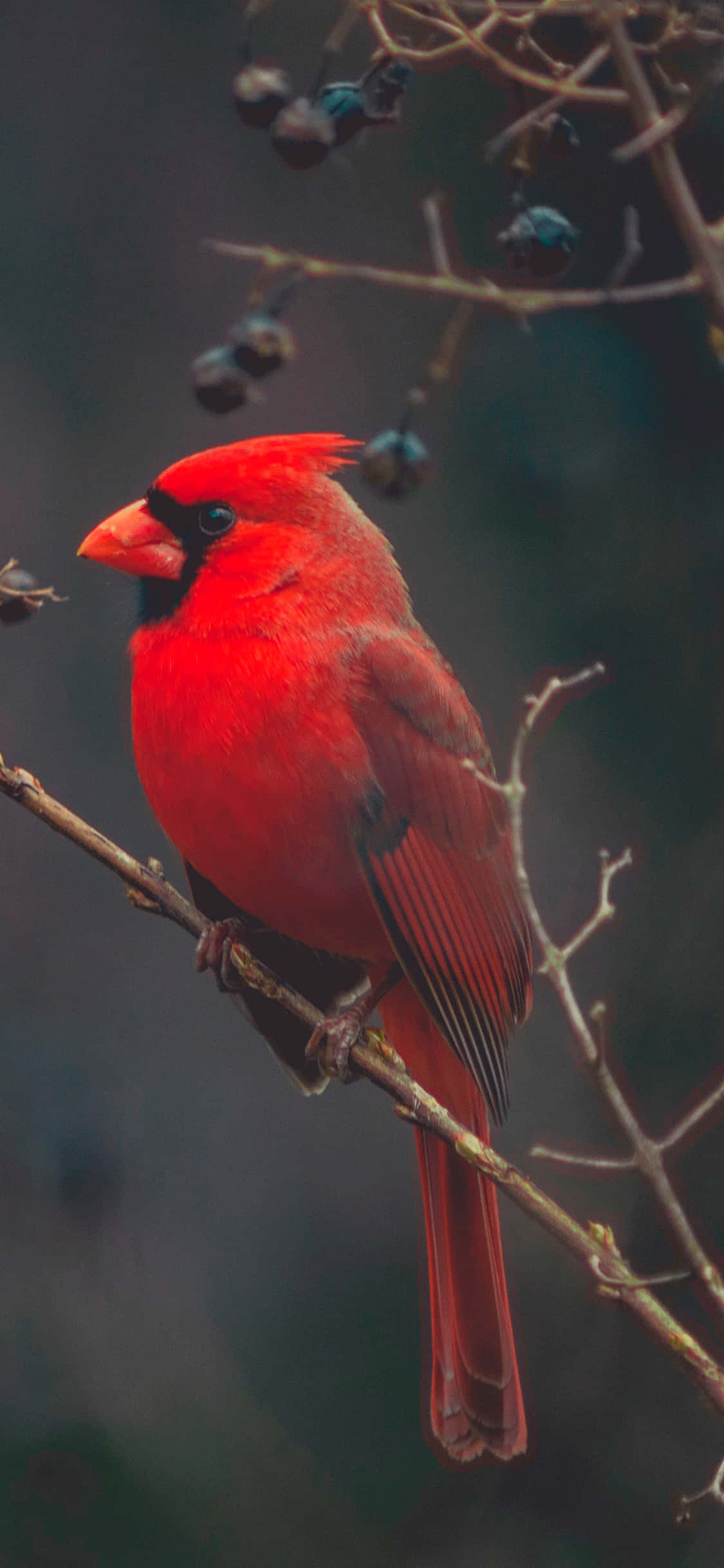 Cardinal 桌布 壁紙 — 一隻充滿活力的雄性紅衣鳳頭鳥棲息在帶有深色漿果的裸露樹枝上，背景是柔和模糊的森林。