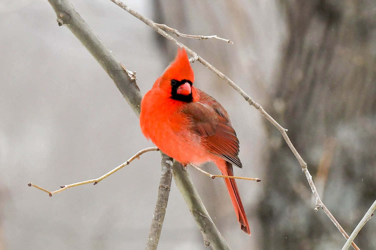 Cardinal 桌布 壁紙 — 一隻充滿活力的雄性紅衣鳳頭鳥棲息在光禿禿的樹枝上，背景是柔和的雪景，其鮮紅的羽毛與柔和的冬日色調形成對比。
