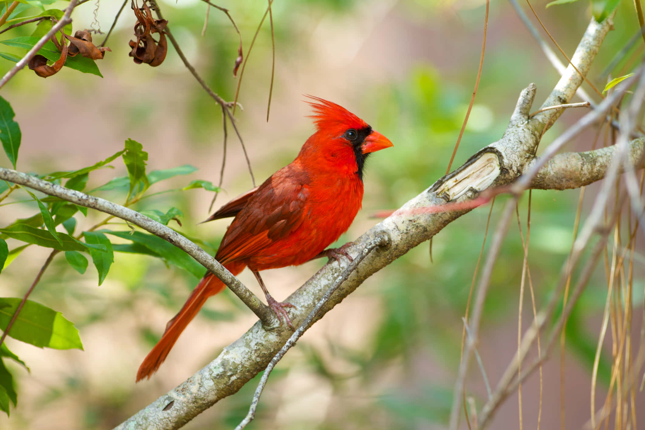 Cardinal 桌布 壁紙 — 一隻充滿活力的雄性紅衣鳳頭鳥警覺地棲息在一條經風吹雨打的樹枝上，周圍是柔軟的綠色樹葉。