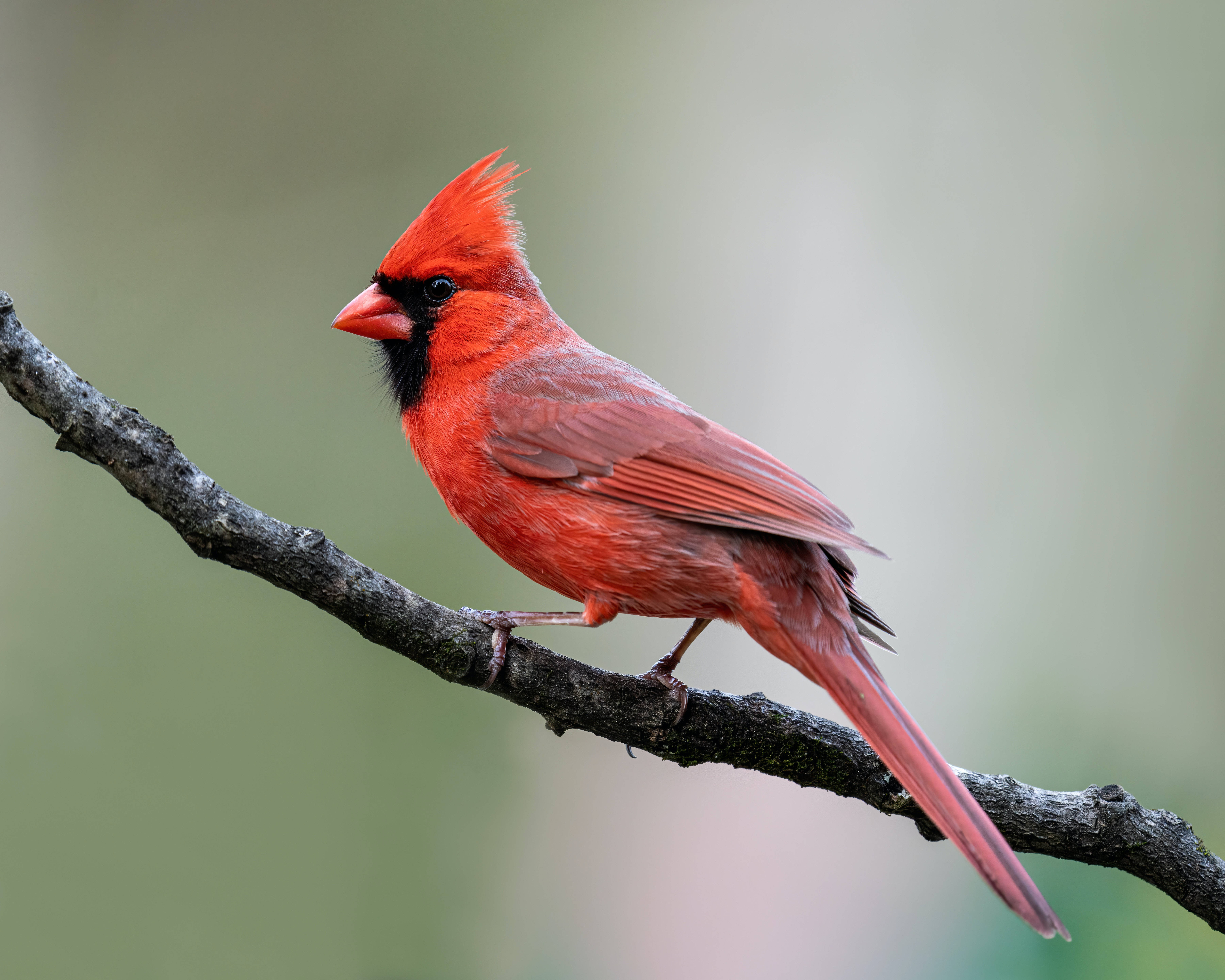 birds 桌布 壁紙 — 一隻充滿活力的雄性紅衣鳳頭鳥警覺地棲息在一根風化的樹枝上，背景是柔和模糊的綠色。