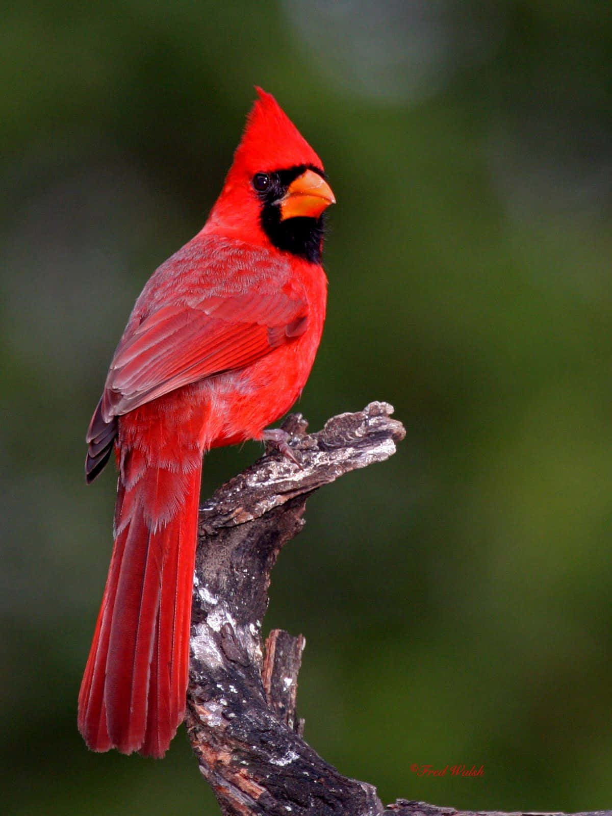 Cardinal 桌布 壁紙 — 一隻充滿活力的雄性紅衣鳳頭鳥警覺地棲息在一根風化的樹枝上，背景是柔和的綠色模糊效果。