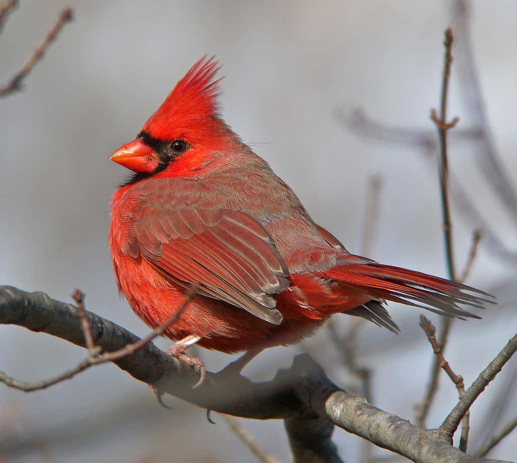 Cardinal 桌布 壁紙 — 一隻充滿活力的雄性紅雀棲息在光禿禿的樹枝上，背景是柔和模糊的冬日景色。