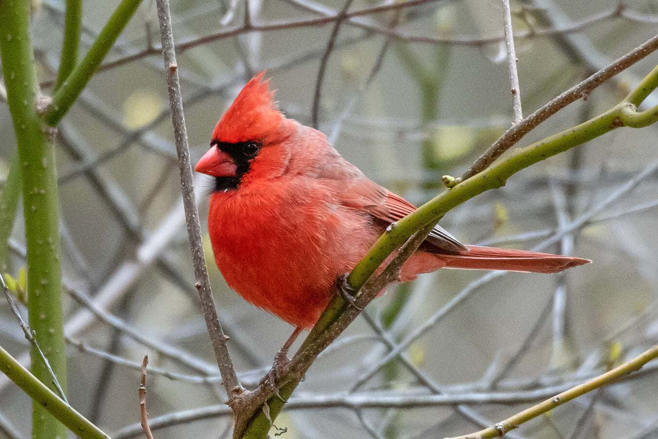 Cardinal 桌布 壁紙 — 一隻充滿活力的雄性紅雀棲息在冬日光禿禿的細枝間的一根纖細樹枝上，其鮮紅的羽毛與柔和的綠色和灰色形成對比。