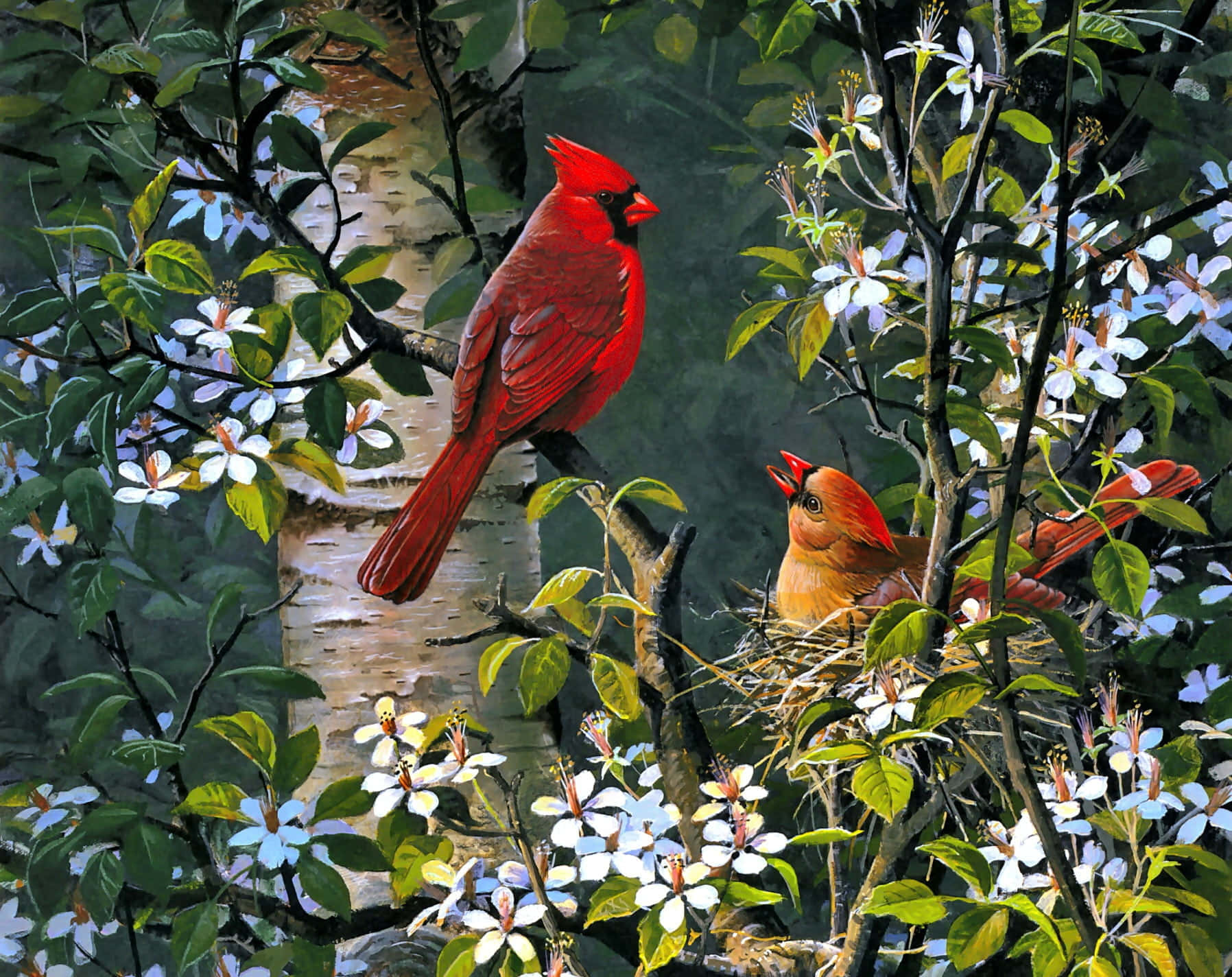 Spring Birds 桌布 壁紙 — 一隻充滿活力的雄性紅雀棲息在樹枝上，靠近一隻正在盛開的白花和綠葉中照料巢穴的雌性紅雀。