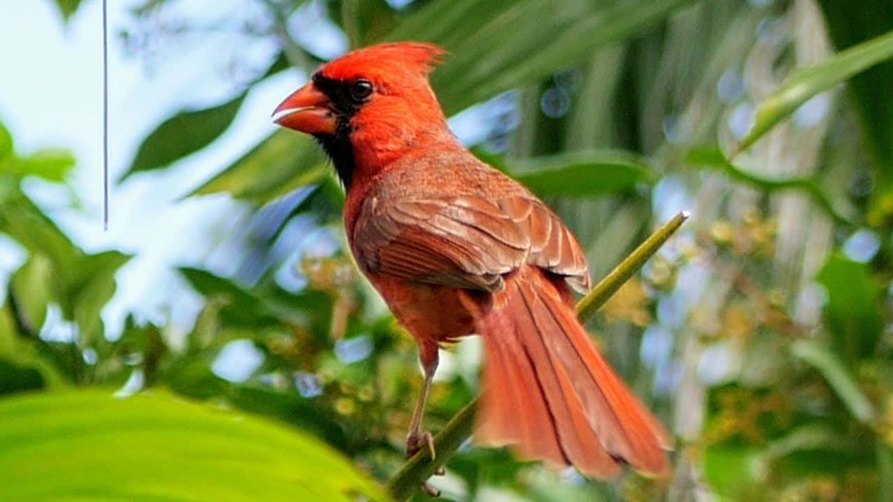 Cardinal 桌布 壁紙 — 一隻充滿活力的雄性紅雀棲息在樹枝上，周圍是茂密的綠色樹葉，在明亮的日光下。