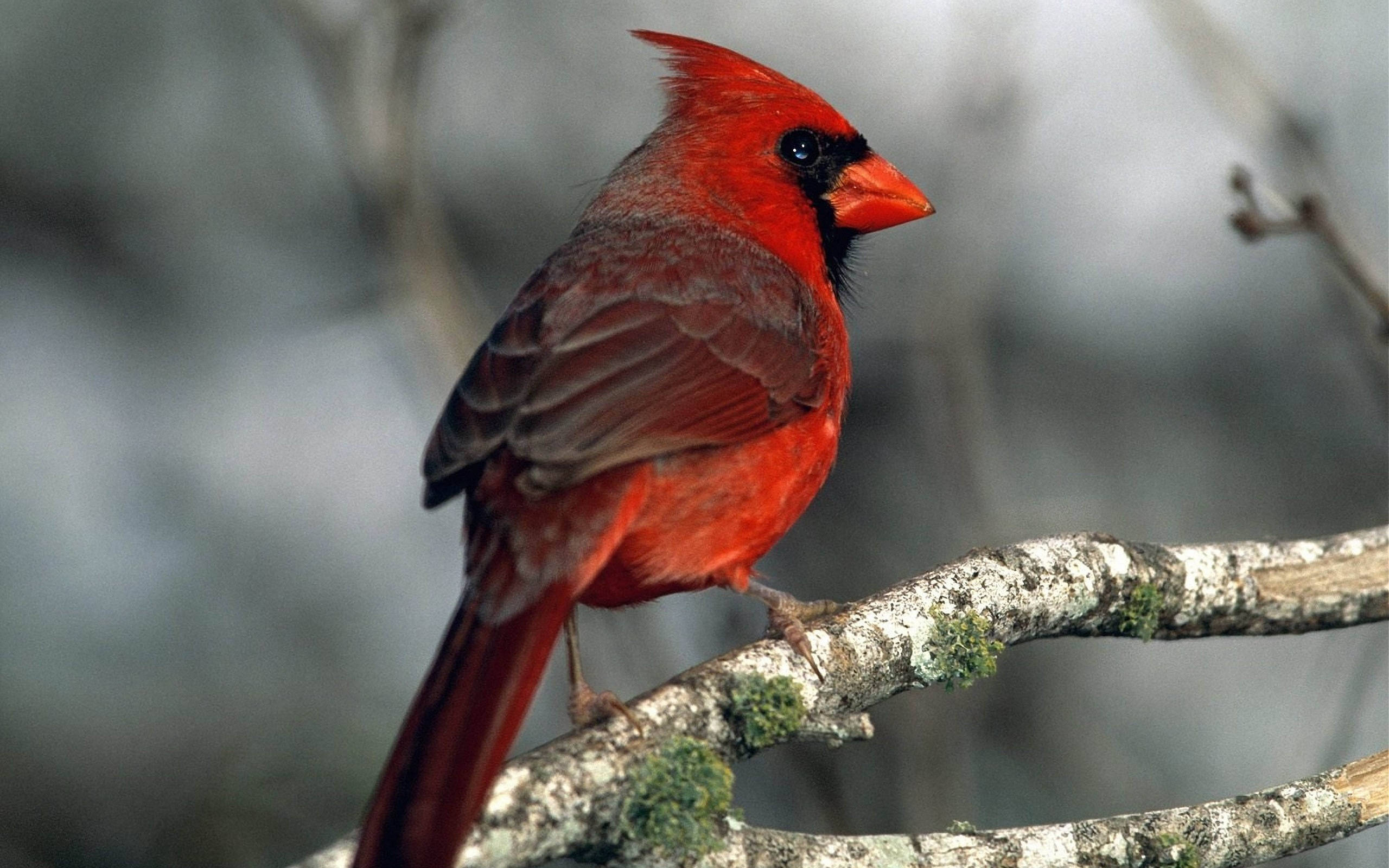 birds 桌布 壁紙 — 一隻充滿活力的雄性紅雀棲息在長滿苔蘚的樹枝上，背景是柔和模糊的冬日景色。