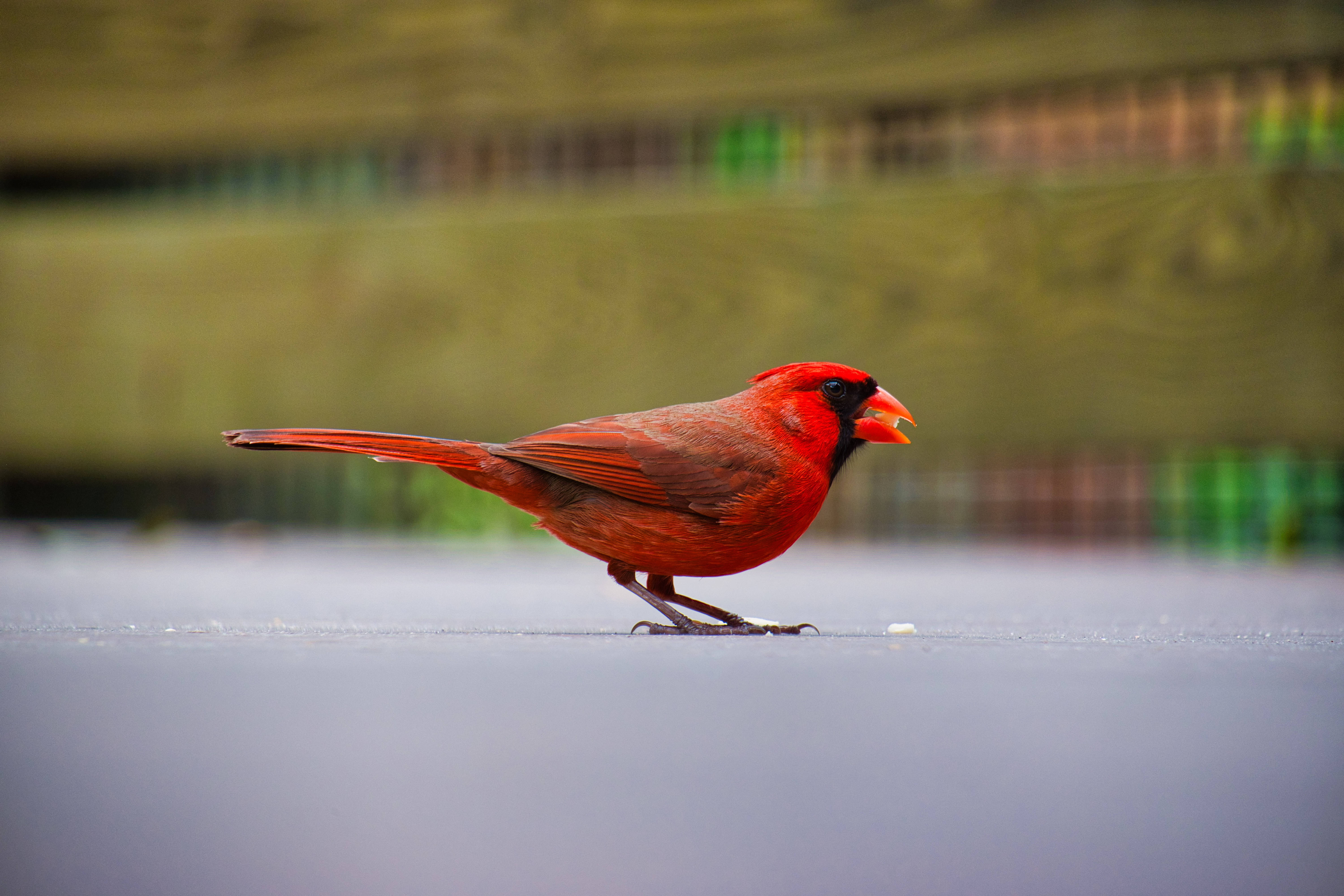 birds 桌布 壁紙 — 一隻充滿活力的雄性紅雀警覺地站在灰色的人行道上，背景是模糊的綠色木柵欄。