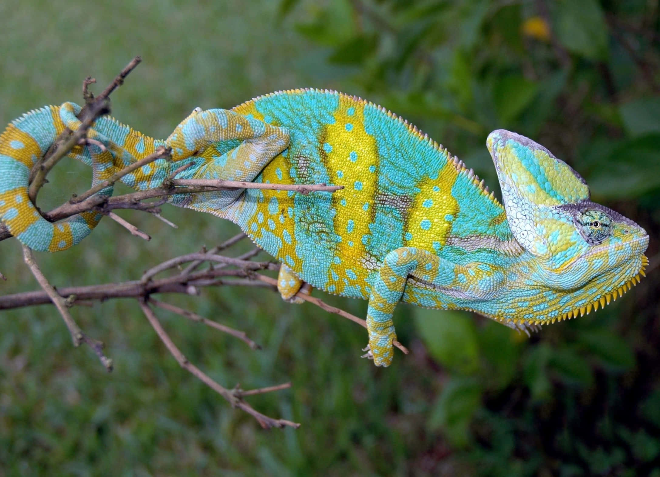 chameleon 桌布 壁紙 — 一隻充滿活力的青綠色和黃色變色龍緊抓著一根光禿禿的樹枝，周圍是茂密的綠色樹葉。