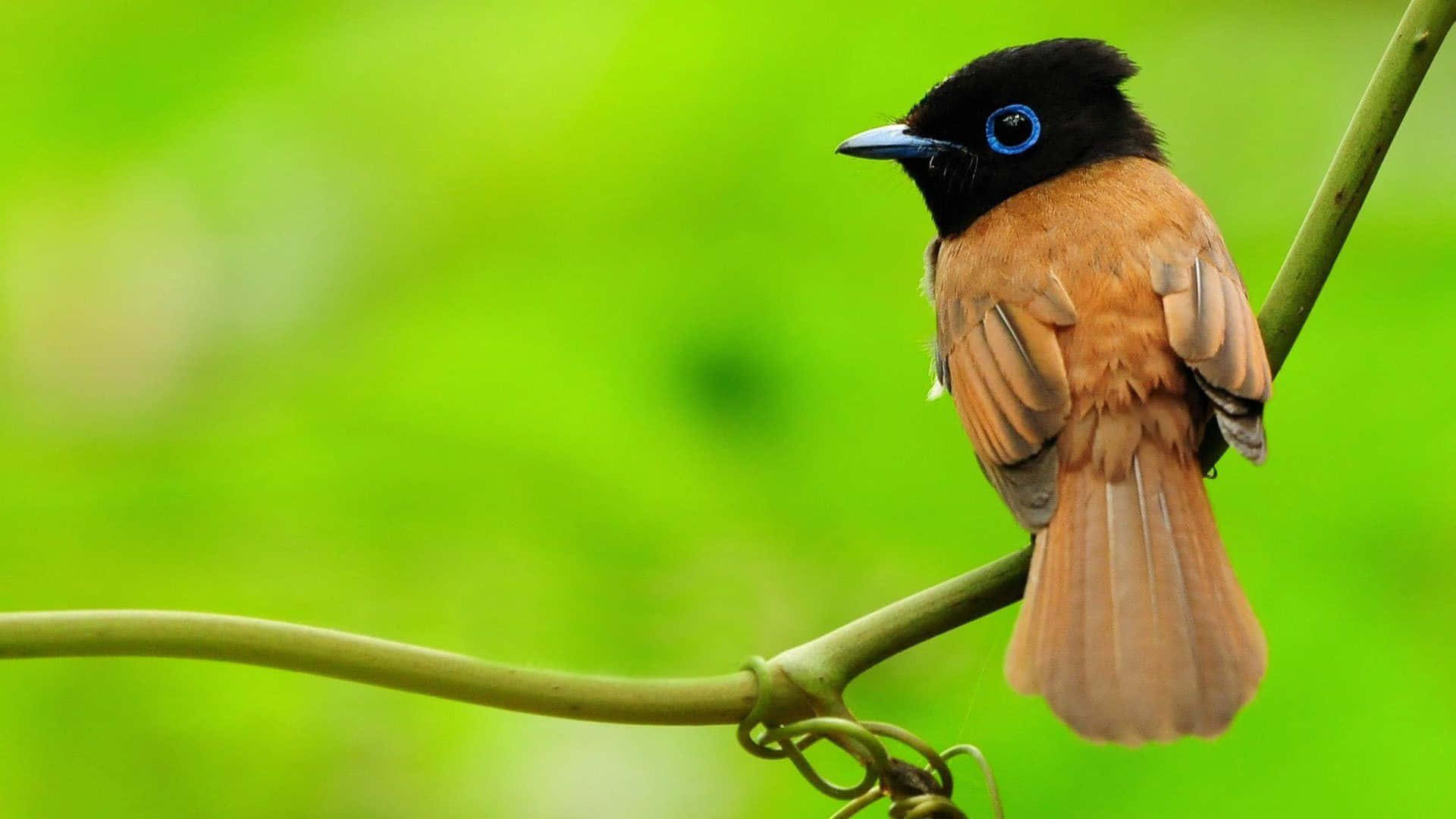 Cute Bird 桌布 壁紙 — 一隻充滿活力的鳥，黑頭藍眼棕身，棲息在綠色藤蔓上，背景是茂密模糊的綠色。