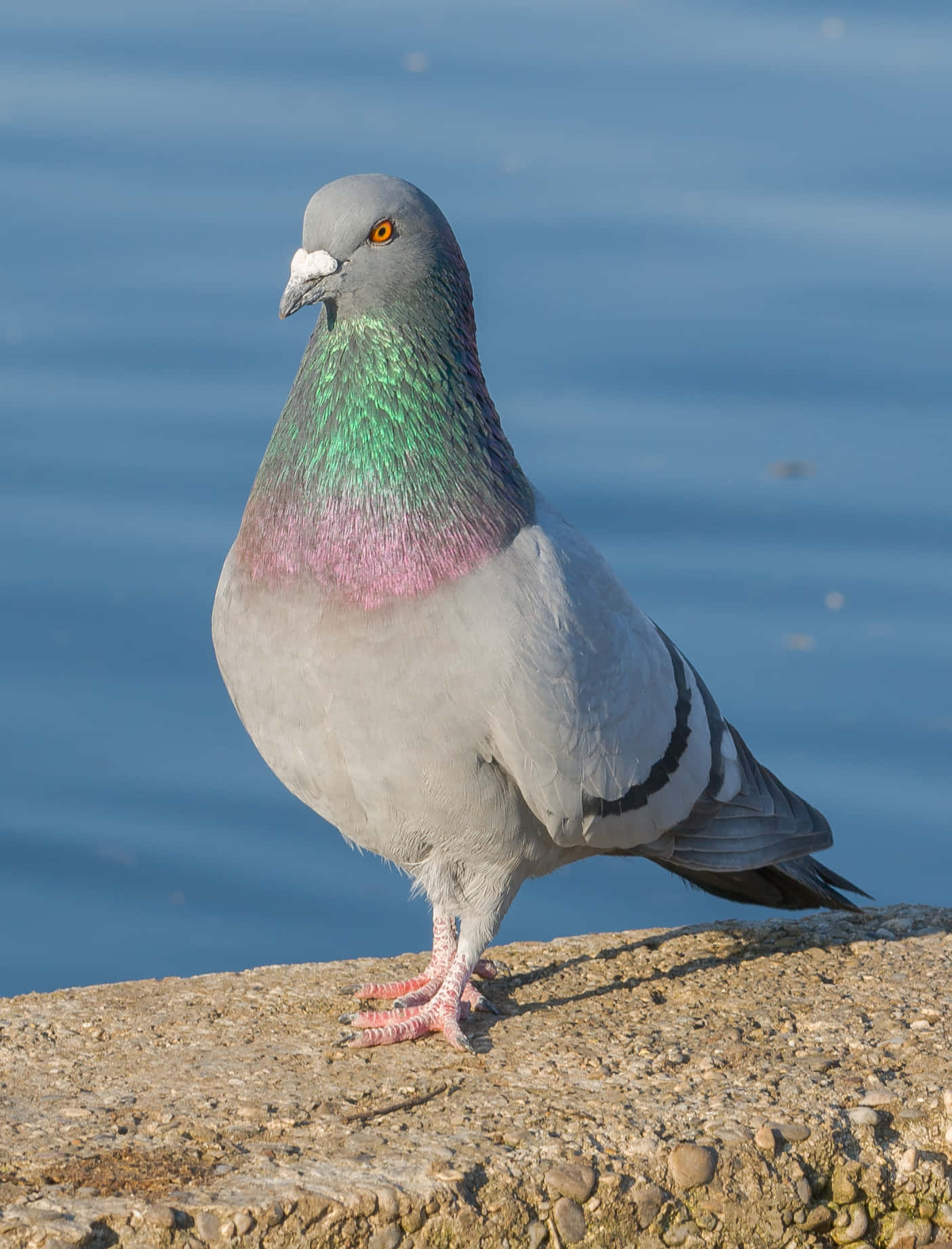 pigeon 桌布 壁紙 — 一隻充滿活力的鴿子，帶有虹彩綠色和粉紅色的頸部羽毛，警覺地站在陽光照射的混凝土窗台上，旁邊是平靜的藍色水面。