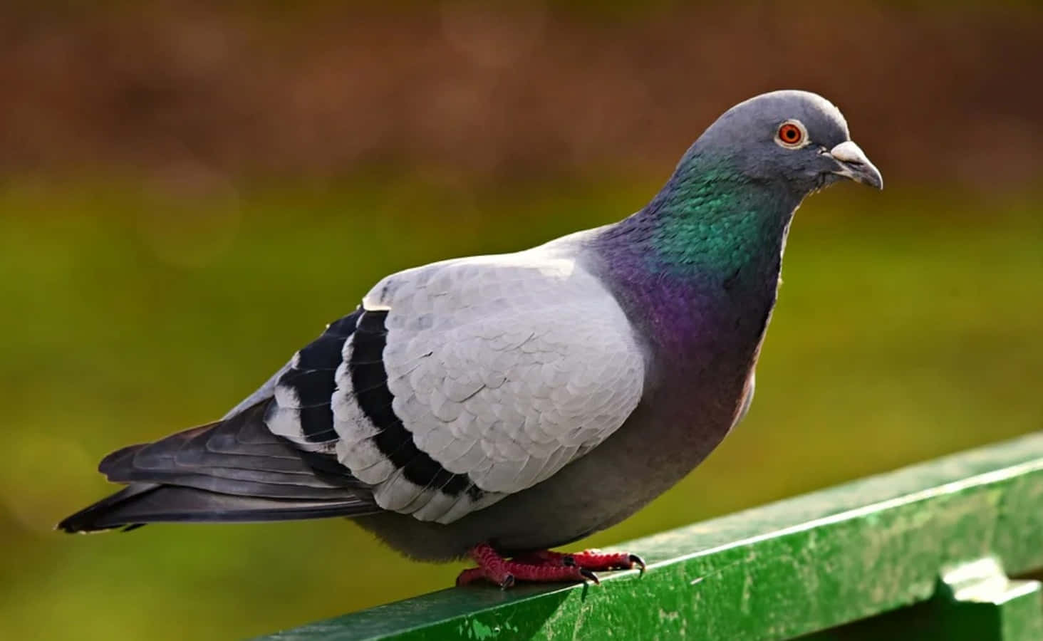 pigeon 桌布 壁紙 — 一隻充滿活力的鴿子，帶有虹彩綠色和紫色的脖子，平靜地棲息在一個風化的綠色長椅上，背景是柔和模糊的自然景色。