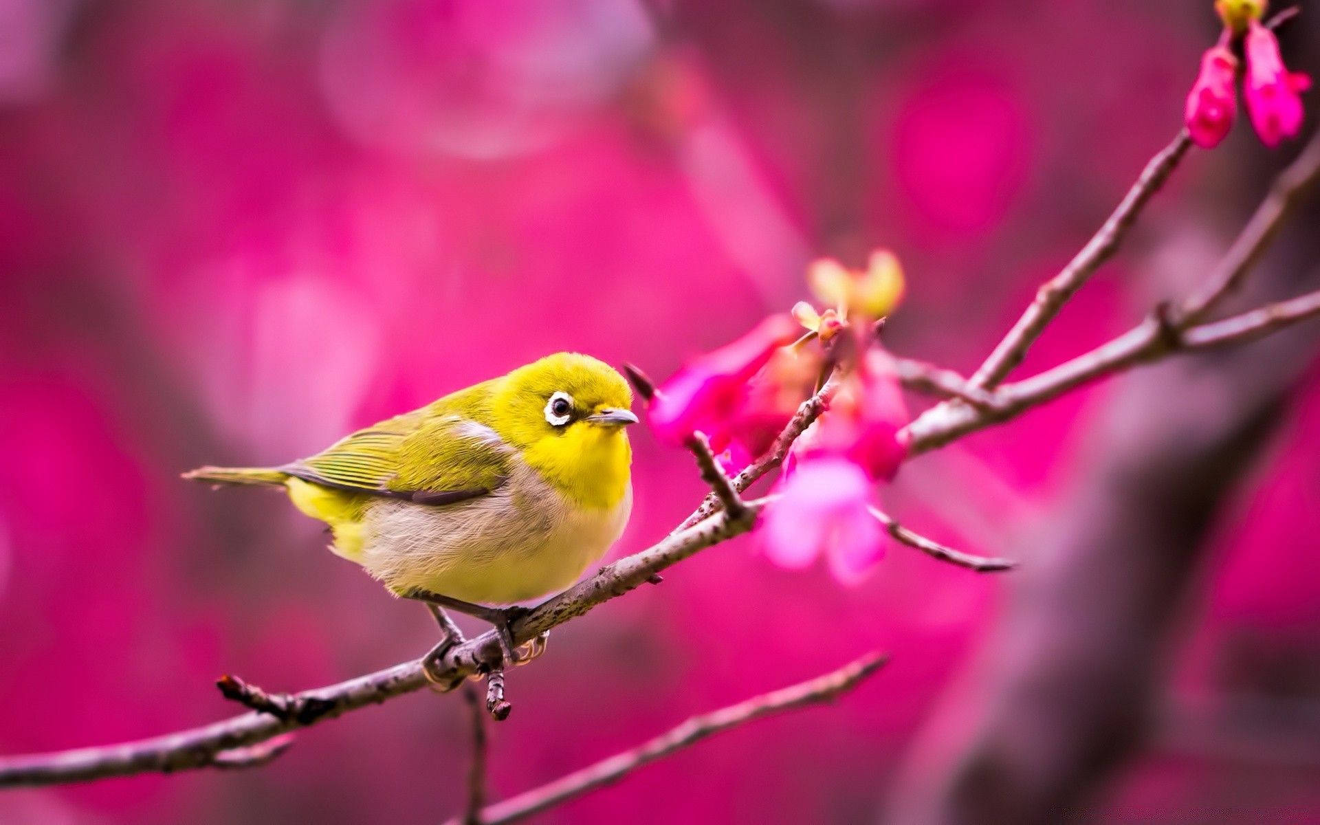 Yellow Bird 桌布 壁紙 — 一隻充滿活力的黃色小鳥，在夢幻般的粉紅色花卉背景下，優雅地棲息在樹枝上。
