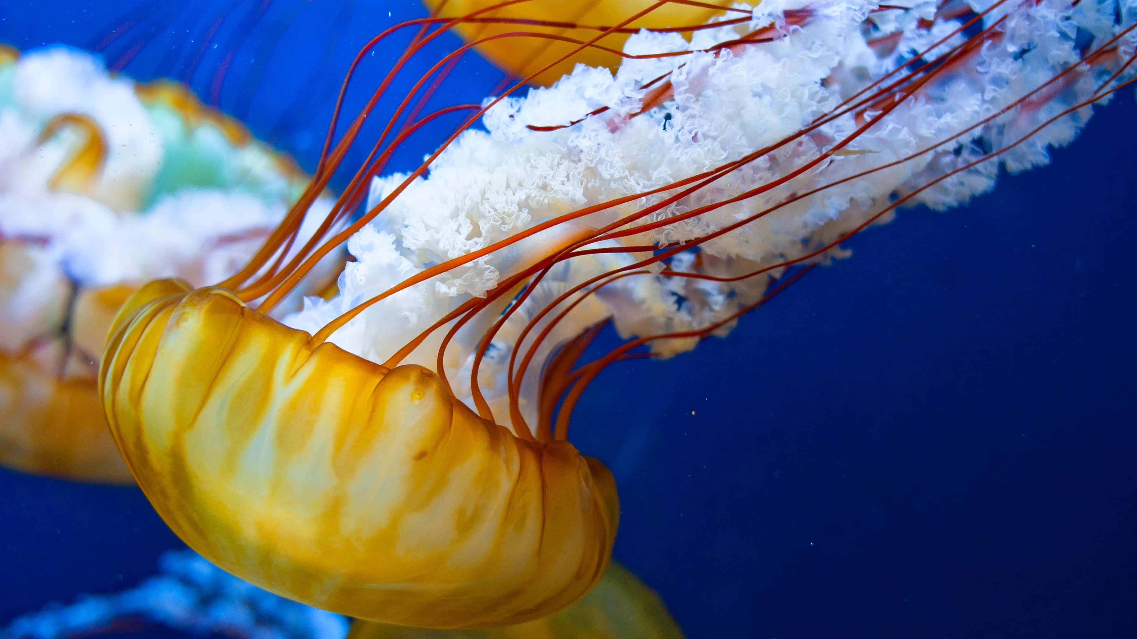 4K Jellyfish 桌布 壁紙 — 一隻充滿活力的黃色水母，帶有精緻的紅色觸手，在深藍色的海水中優雅地滑行。
