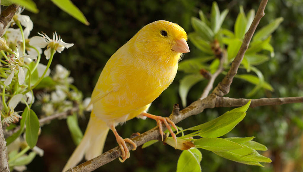 Yellow Bird 桌布 壁紙 — 一隻充滿活力的黃色金絲雀優雅地棲息在點綴著精緻白色花朵和新鮮綠葉的樹枝上。