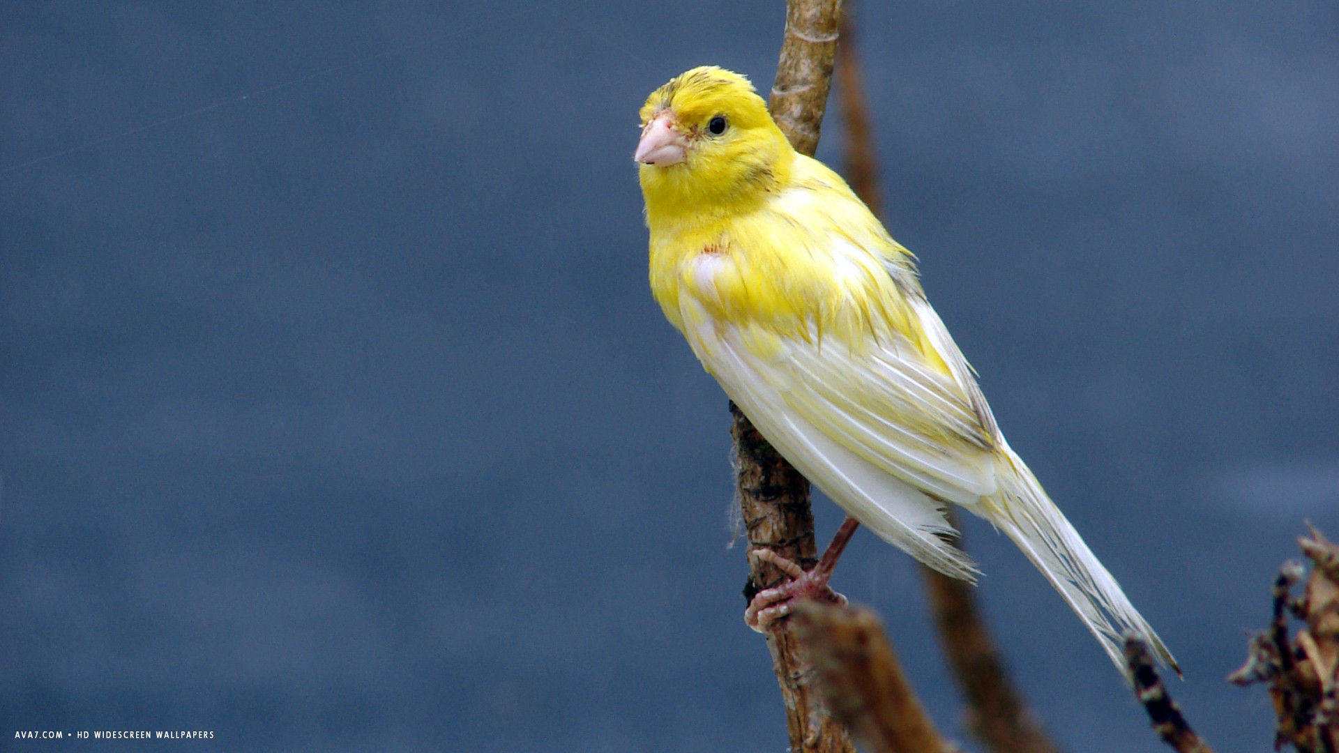 Yellow Bird 桌布 壁紙 — 一隻充滿活力的黃色金絲雀優雅地棲息在乾燥的樹枝上，背景是柔和的藍色模糊效果。