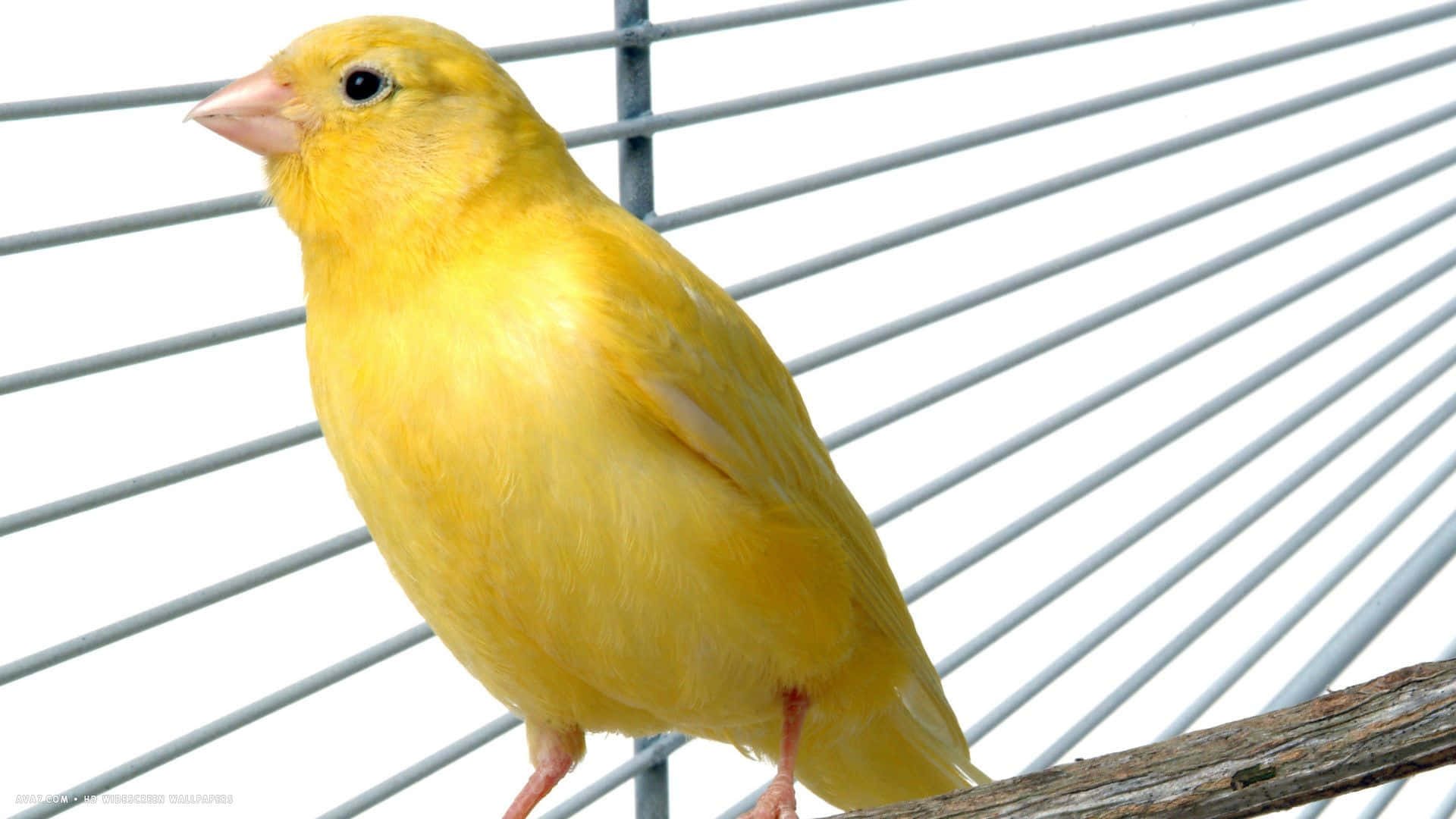 Yellow Canary 桌布 壁紙 — 一隻充滿活力的黃色金絲雀平靜地棲息在木枝上，背景是白色鐵絲籠。