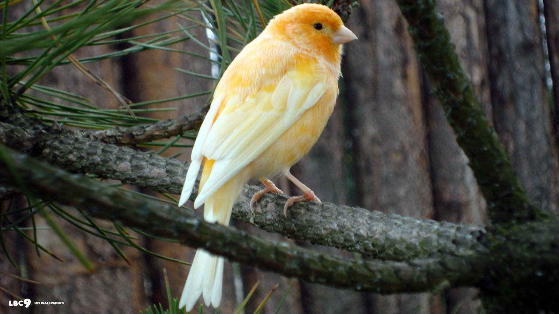 Yellow Bird 桌布 壁紙 — 一隻充滿活力的黃色金絲雀平靜地棲息在長滿苔蘚的松樹枝上，背景是模糊的木柵欄。