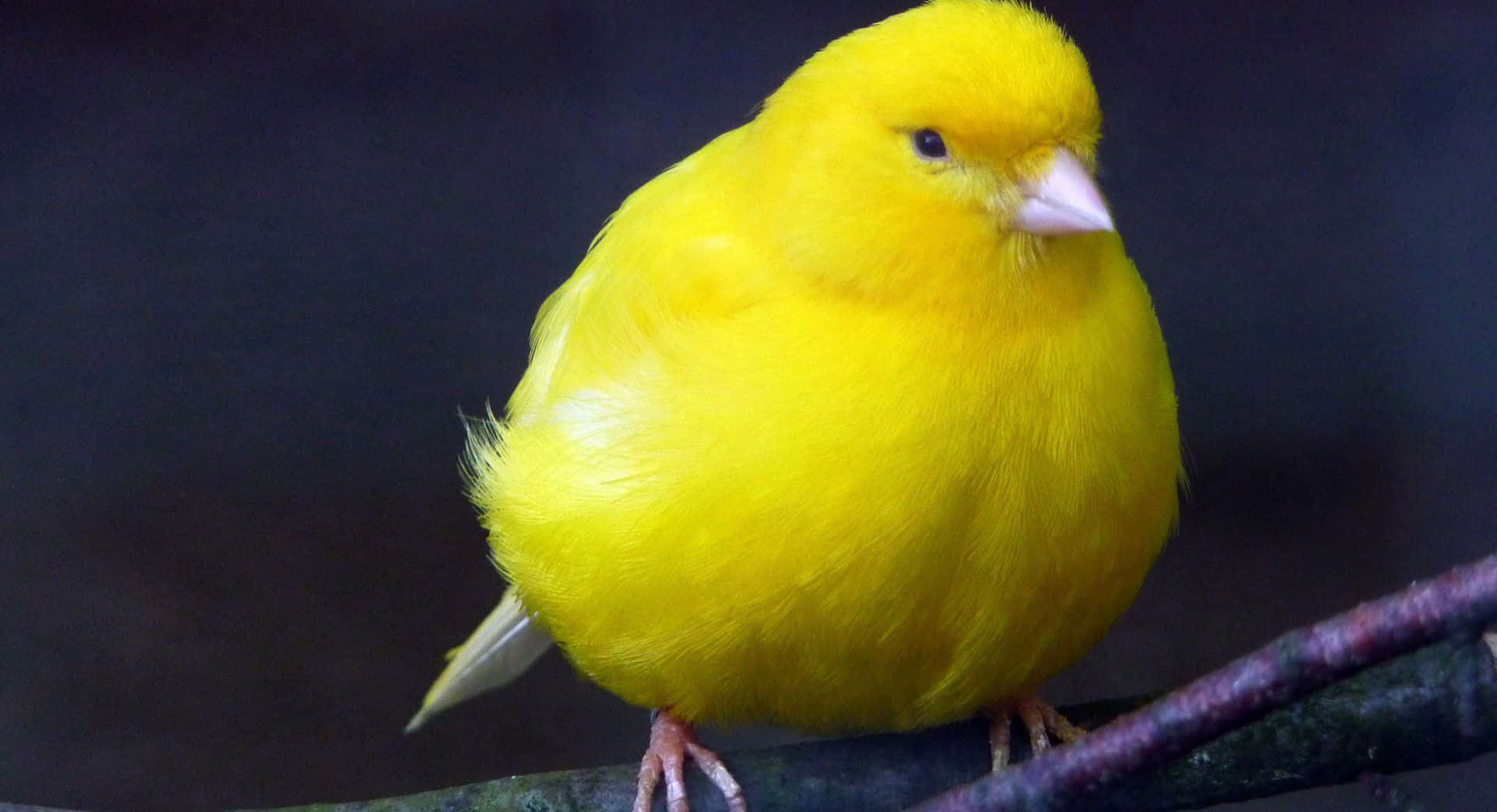 Yellow Canary 桌布 壁紙 — 一隻充滿活力的黃色金絲雀平靜地棲息在深色樹枝上，其蓬鬆的羽毛在柔和背景下閃耀。