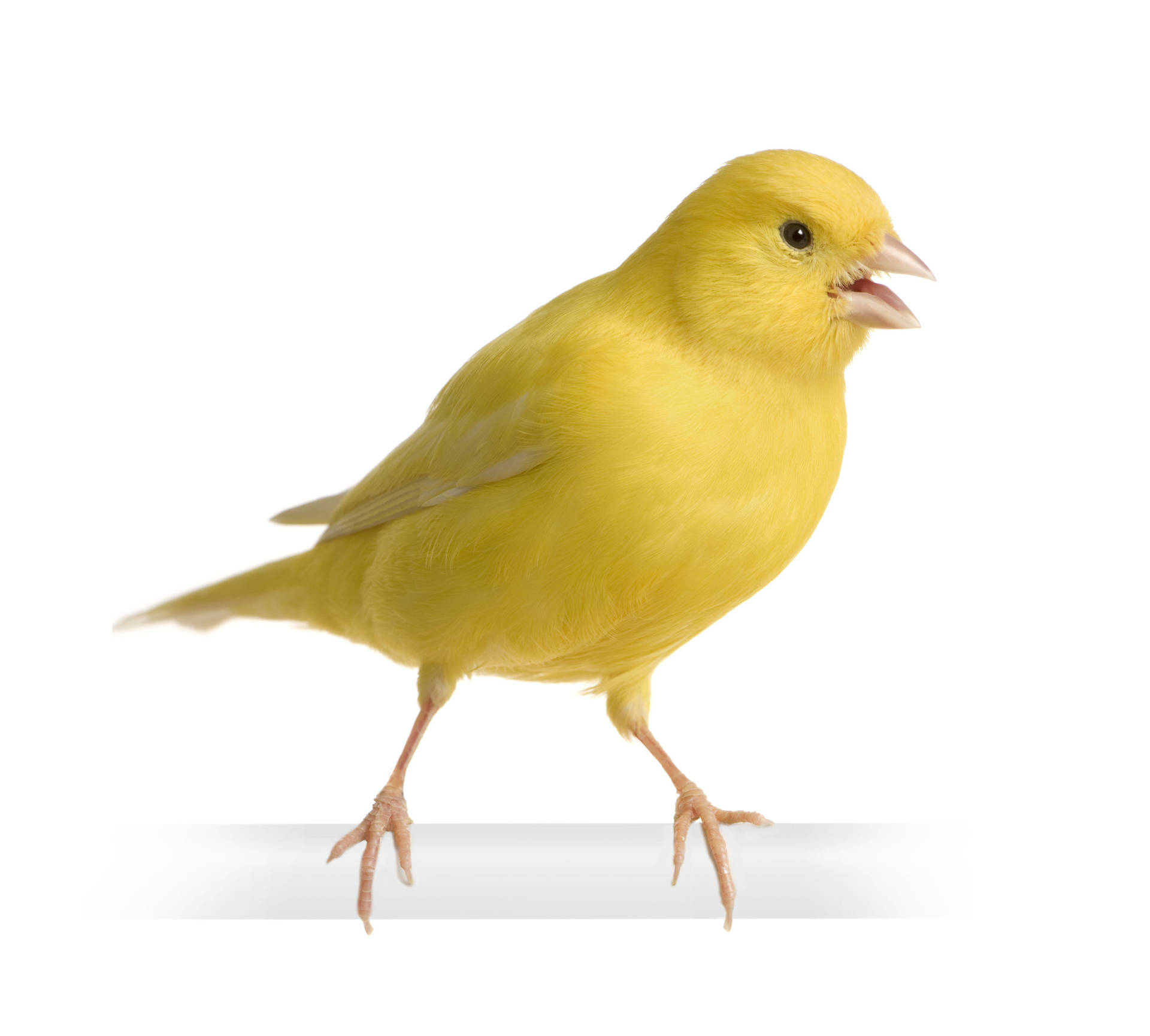 Yellow Bird 桌布 壁紙 — 一隻充滿活力的黃色金絲雀棲息在白色表面上，喙張開，背景是純白色。