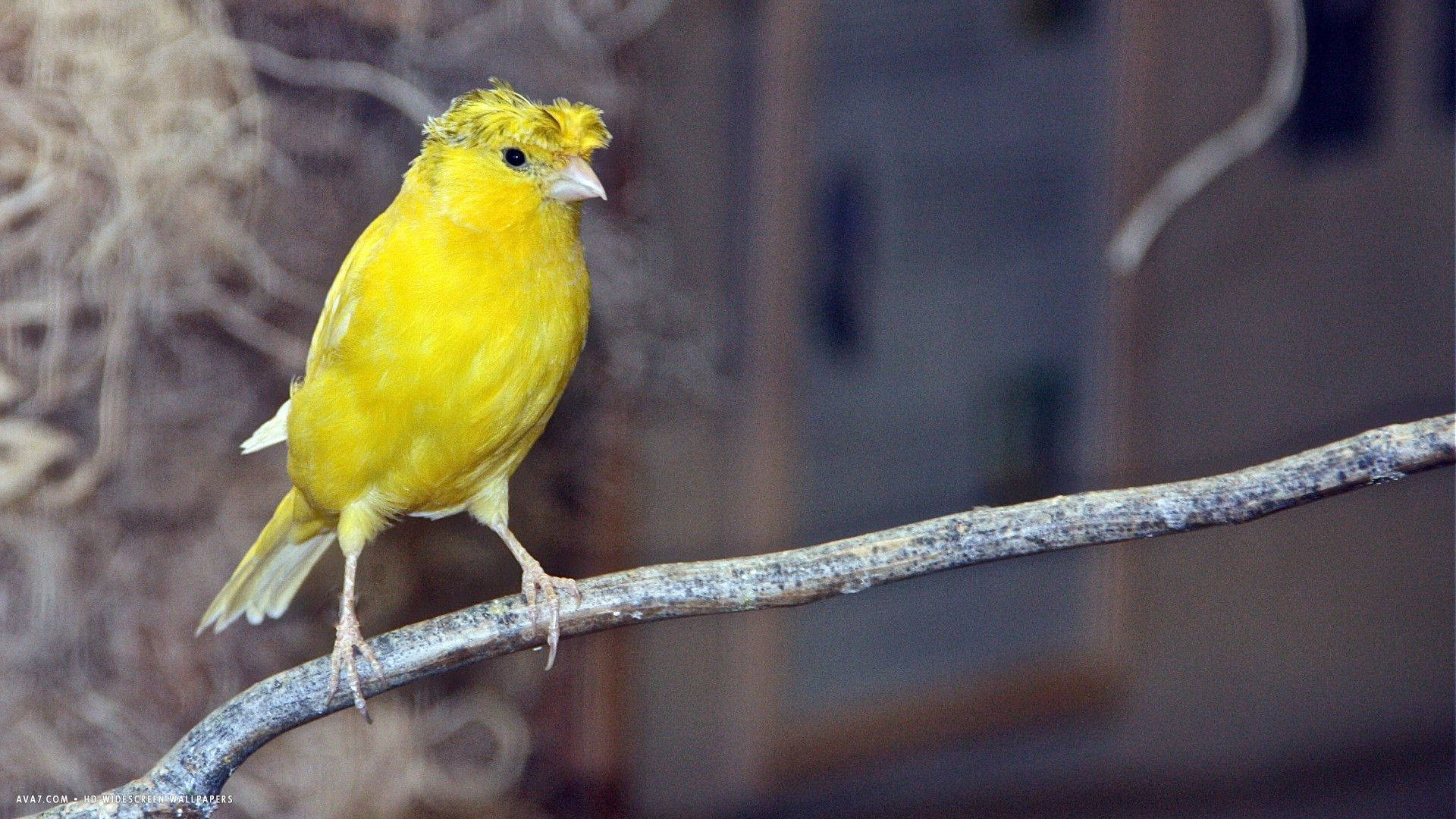 Yellow Bird 桌布 壁紙 — 一隻充滿活力的黃色金絲雀棲息在風化的樹枝上，背景柔和模糊。